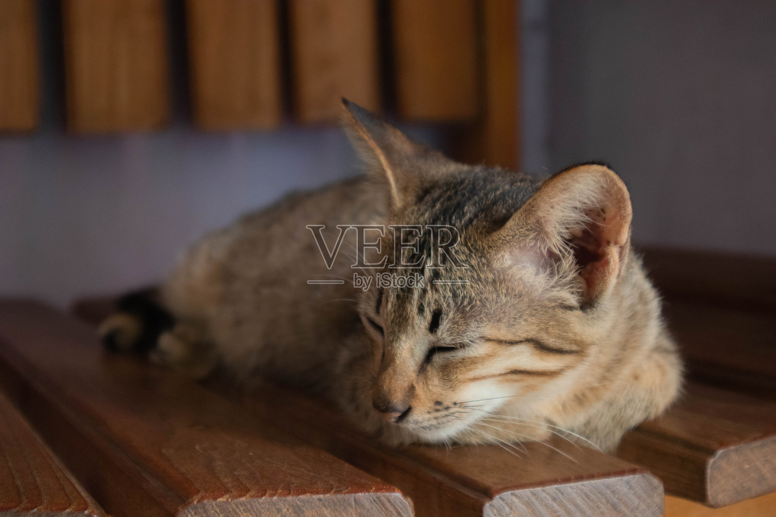 小猫打盹照片摄影图片