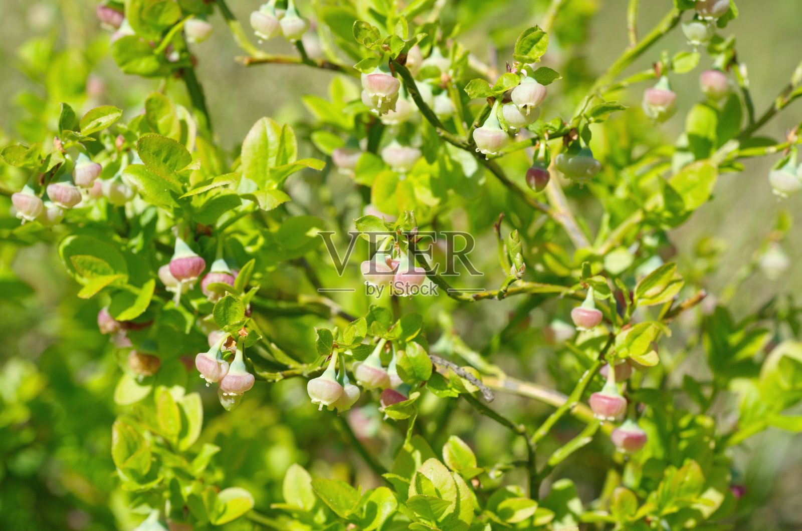 盛开的蓝莓(lat。在森林中照片摄影图片