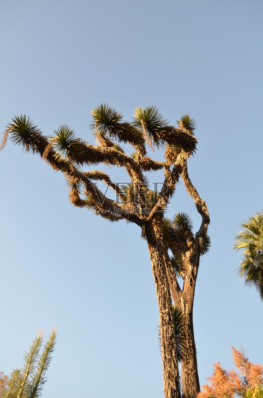 植物的花照片摄影图片