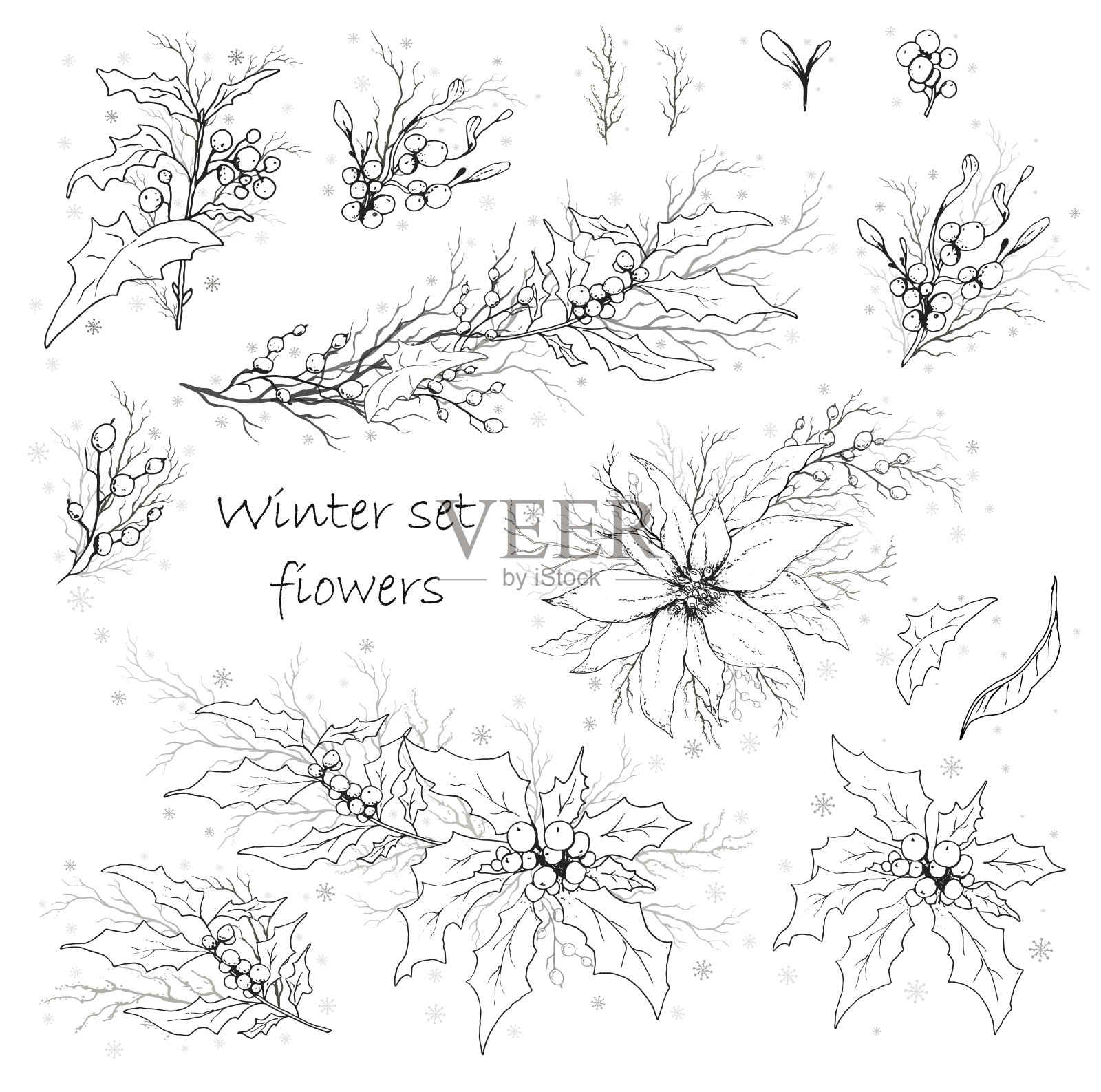 手绘集，孤立的花在一个白色的背景。植物的树枝，花束。现代花卉(一品红，槲寄生，冬青)，节日元素，贺卡，海报，纸，墙纸。复古风格。插画图片素材