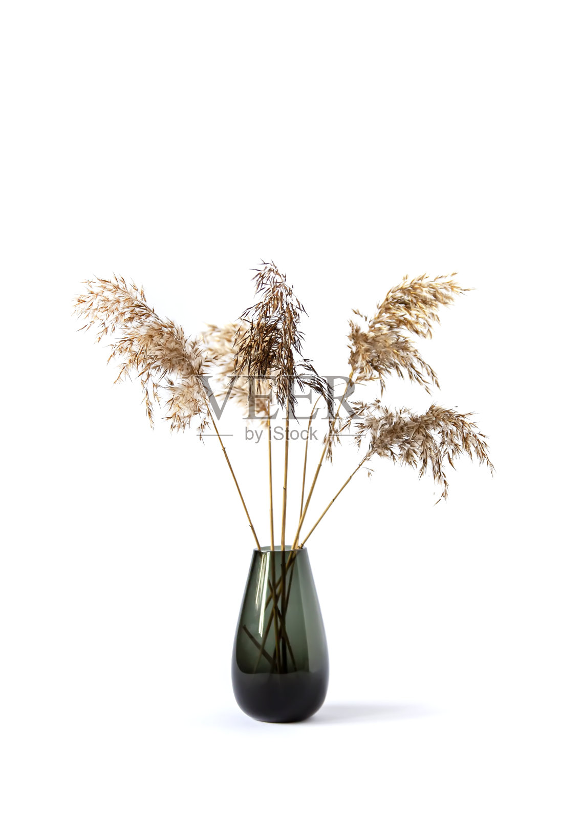 白底天然芦苇玻璃花瓶。照片摄影图片