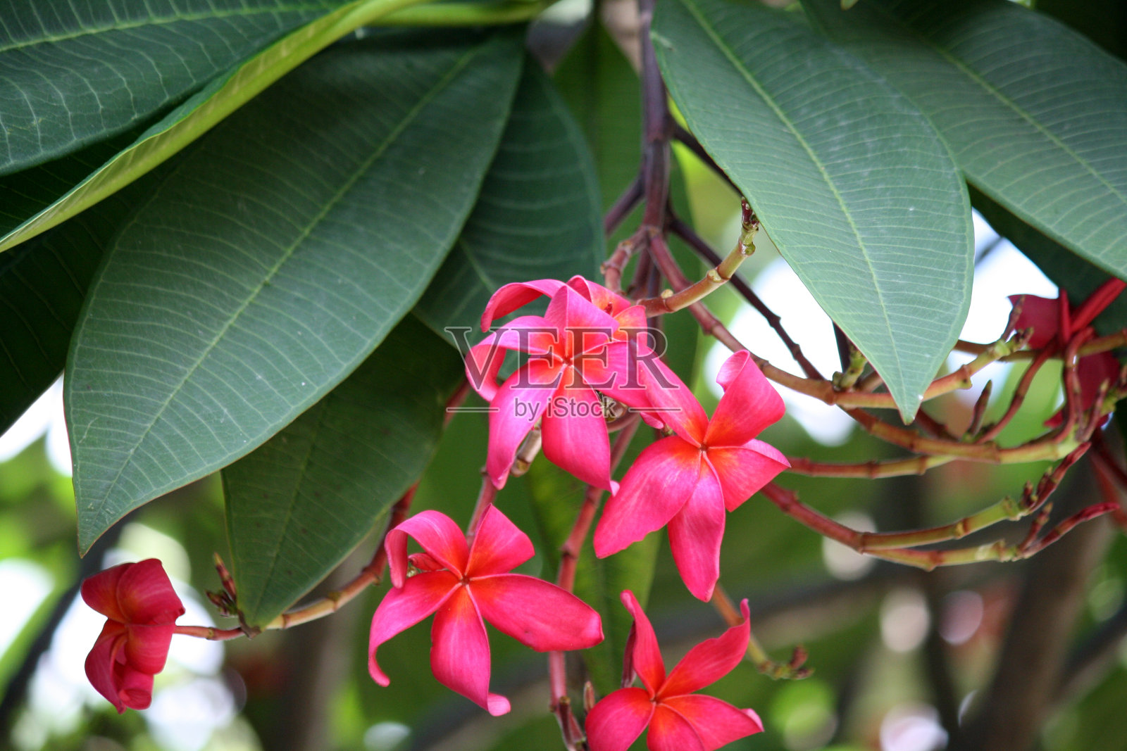 玫红色鸡蛋花与绿叶照片摄影图片