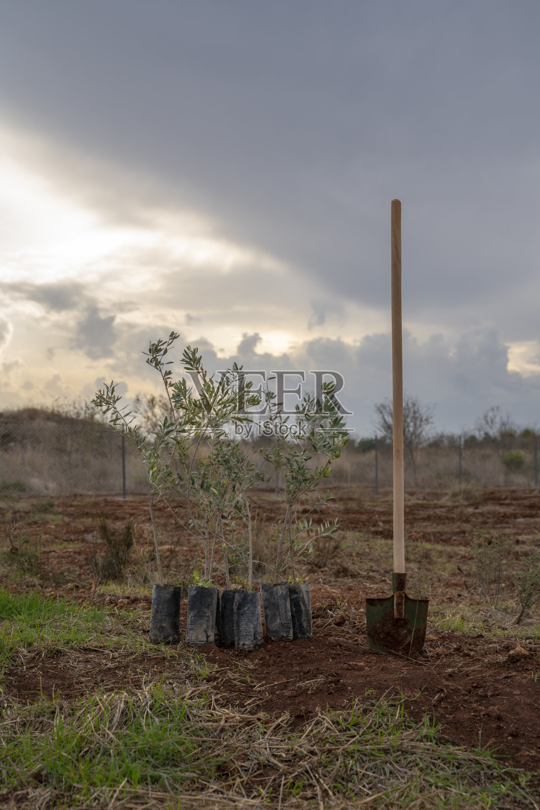 在农场种植橄榄树树苗照片摄影图片