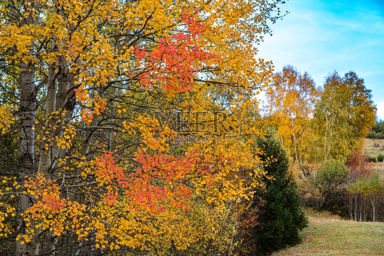 欧洲斯洛维尼亚的Primorska高原上的秋天照片摄影图片