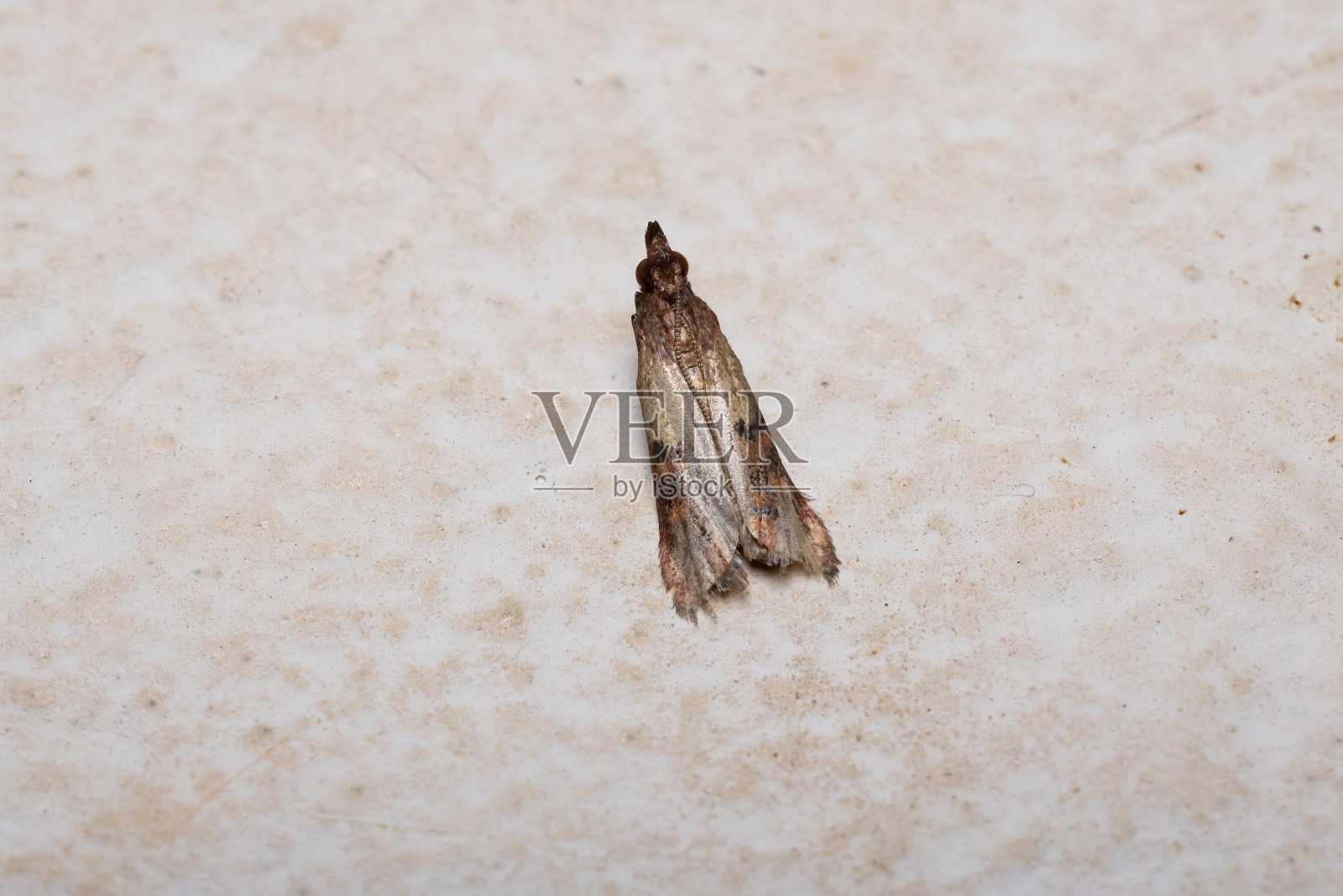 玉米粉蛾照片摄影图片