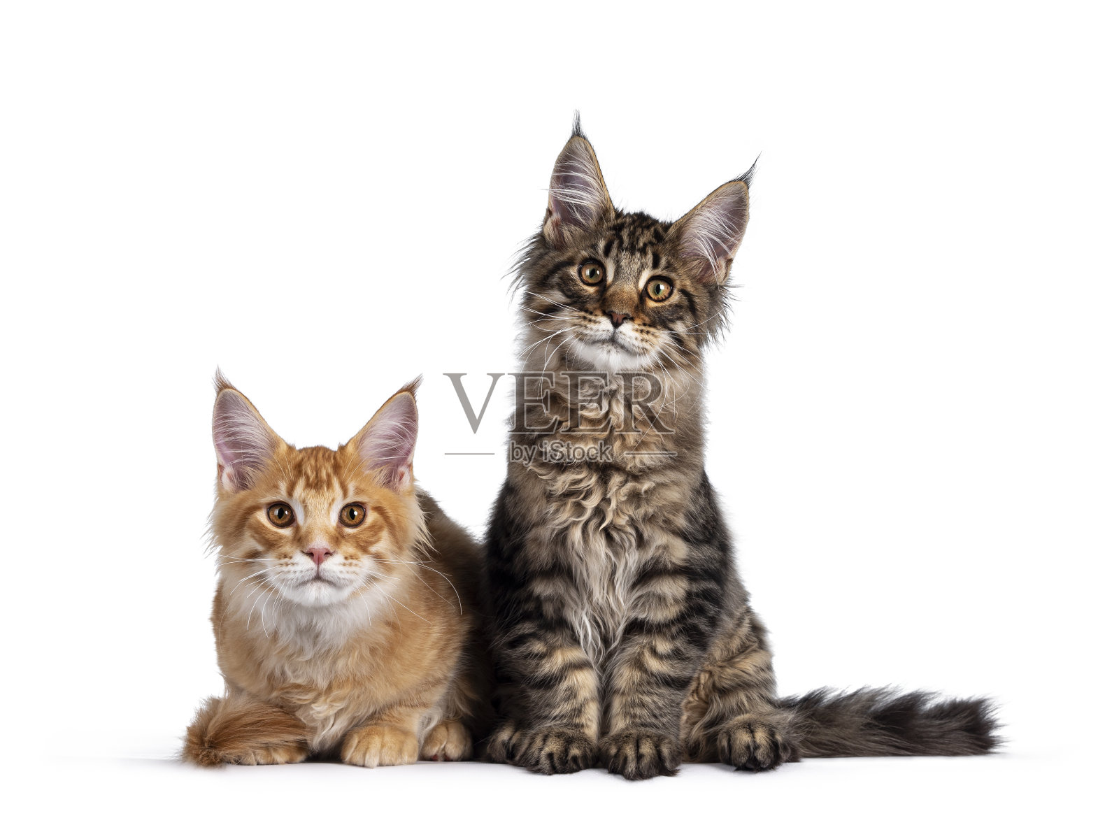 两只白色的缅因猫小猫照片摄影图片