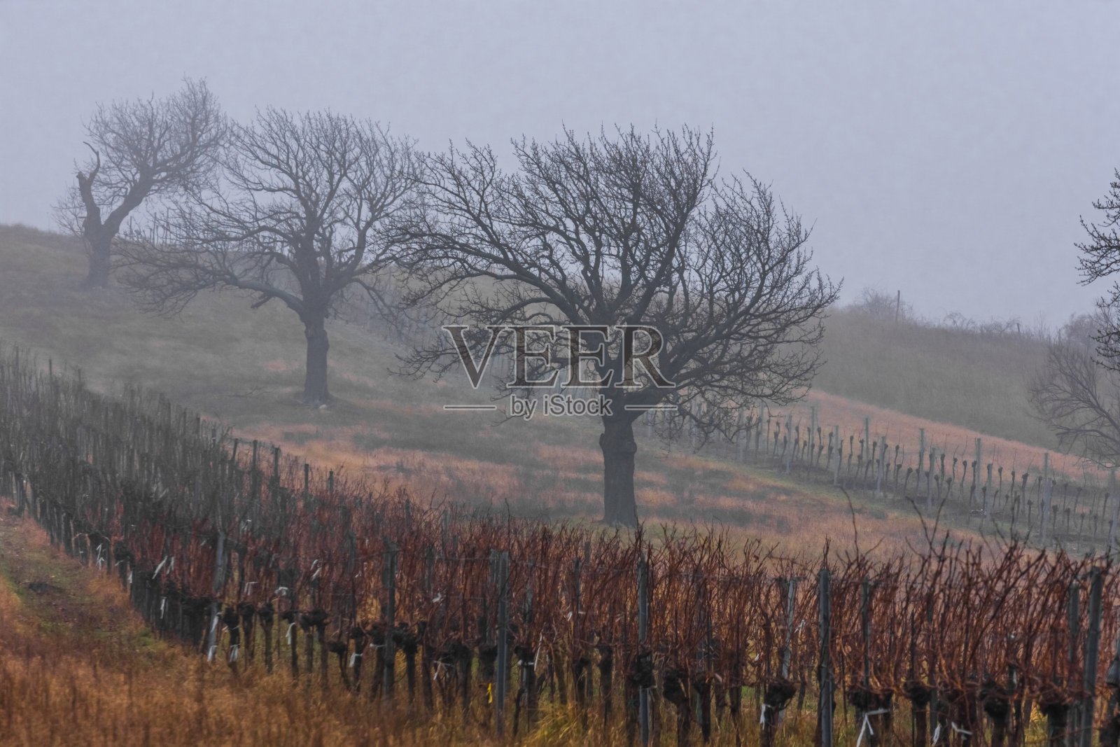灰色的天空和雾笼罩着树木和葡萄藤照片摄影图片