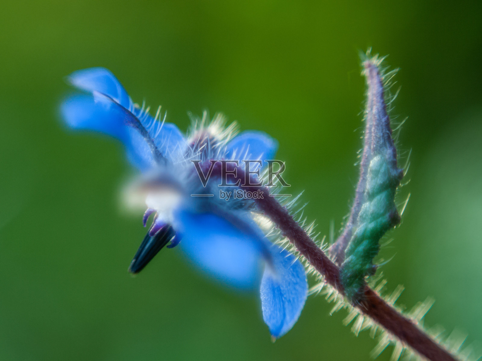 野花照片摄影图片