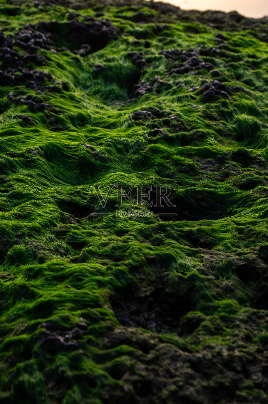 来自另一个星球的绿色苔藓照片摄影图片