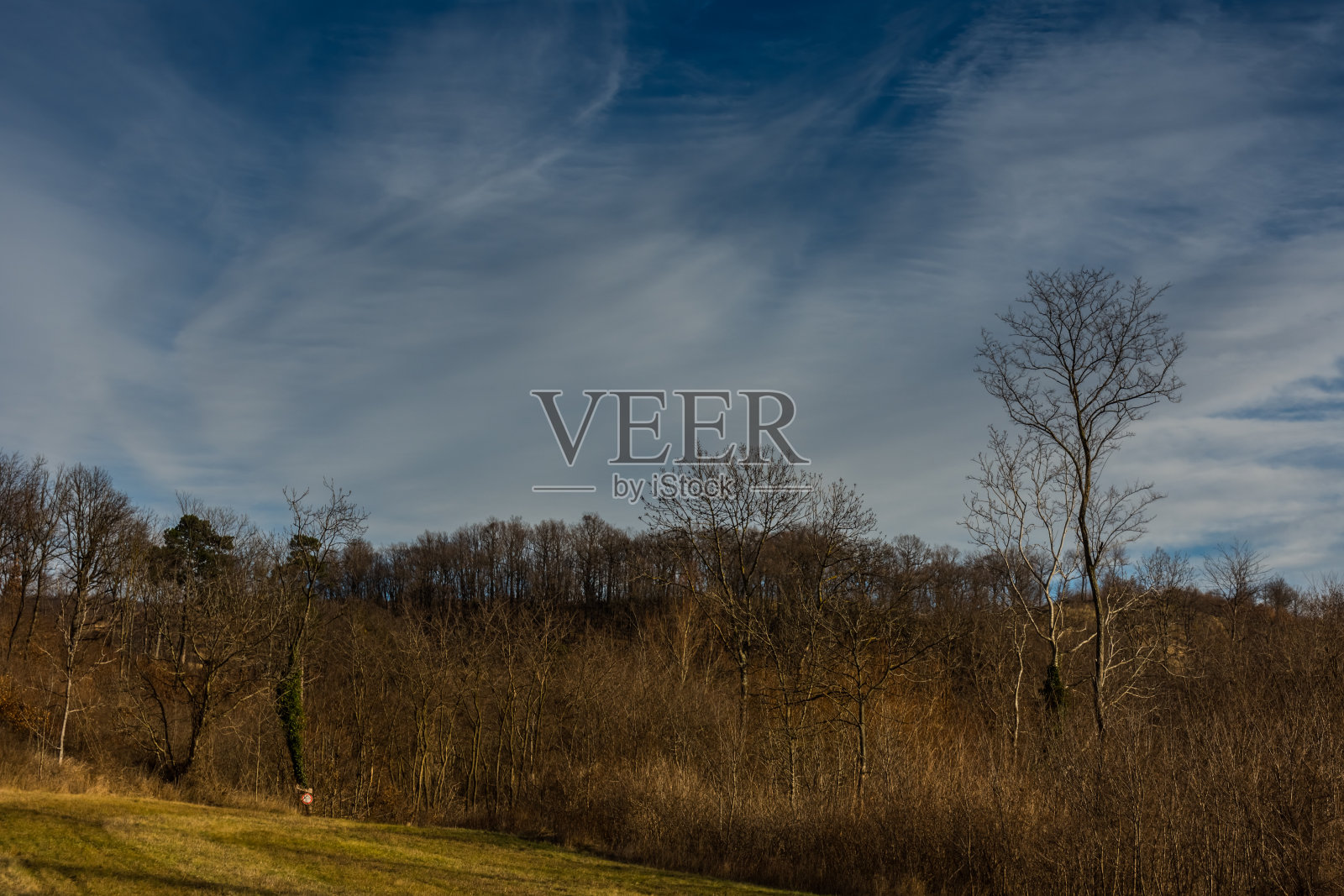 森林和单一的高大树木和蓝天白云照片摄影图片