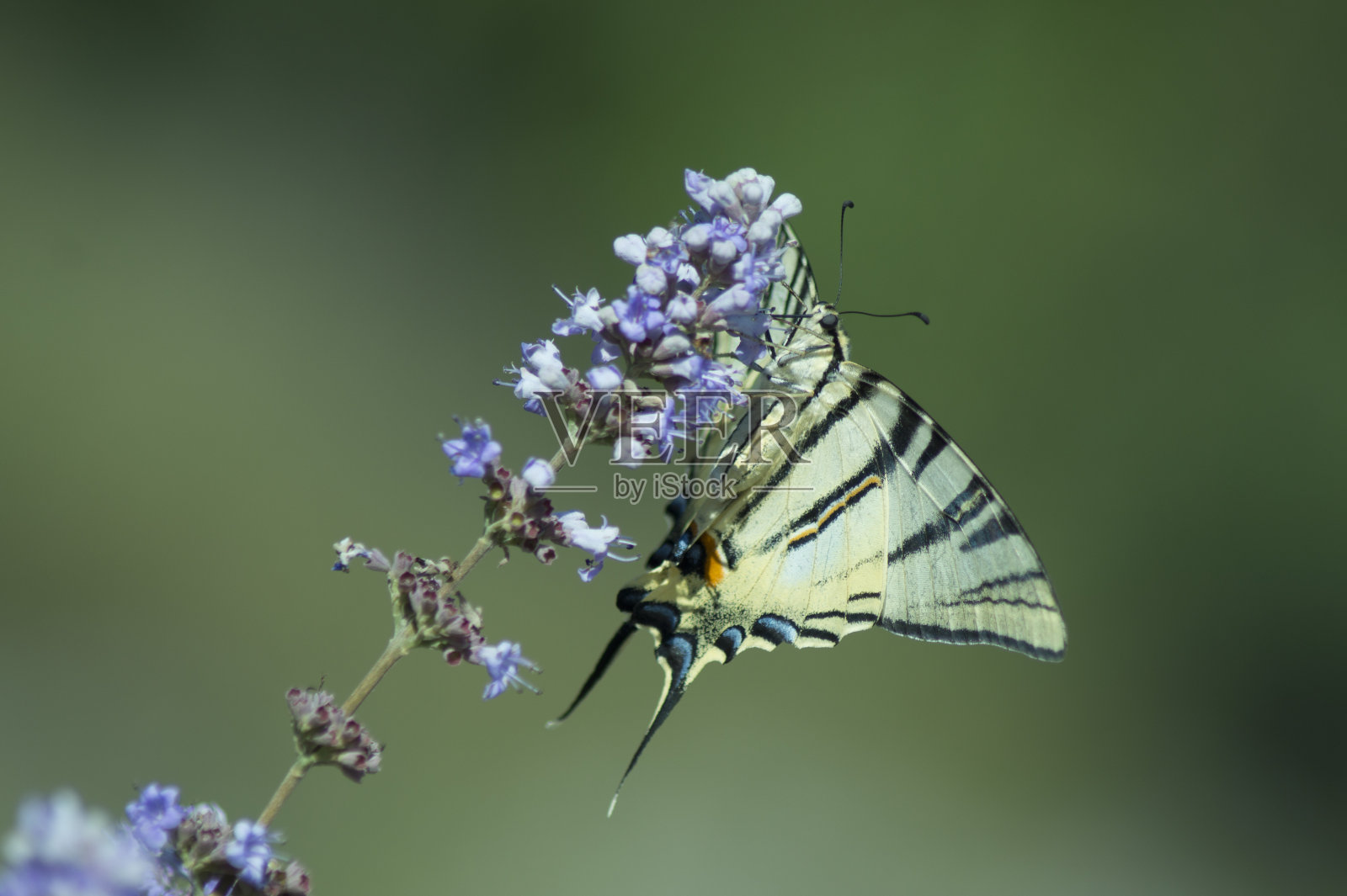 蝴蝶照片摄影图片