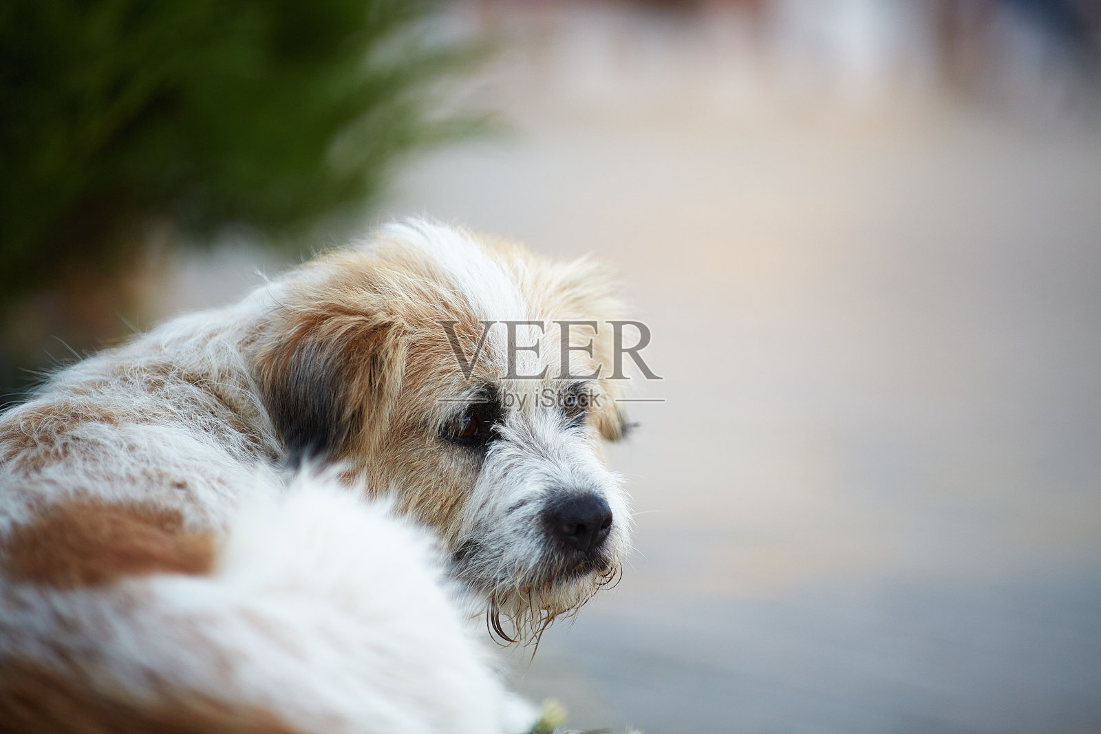 一只流浪狗躺在马路上看着镜头照片摄影图片