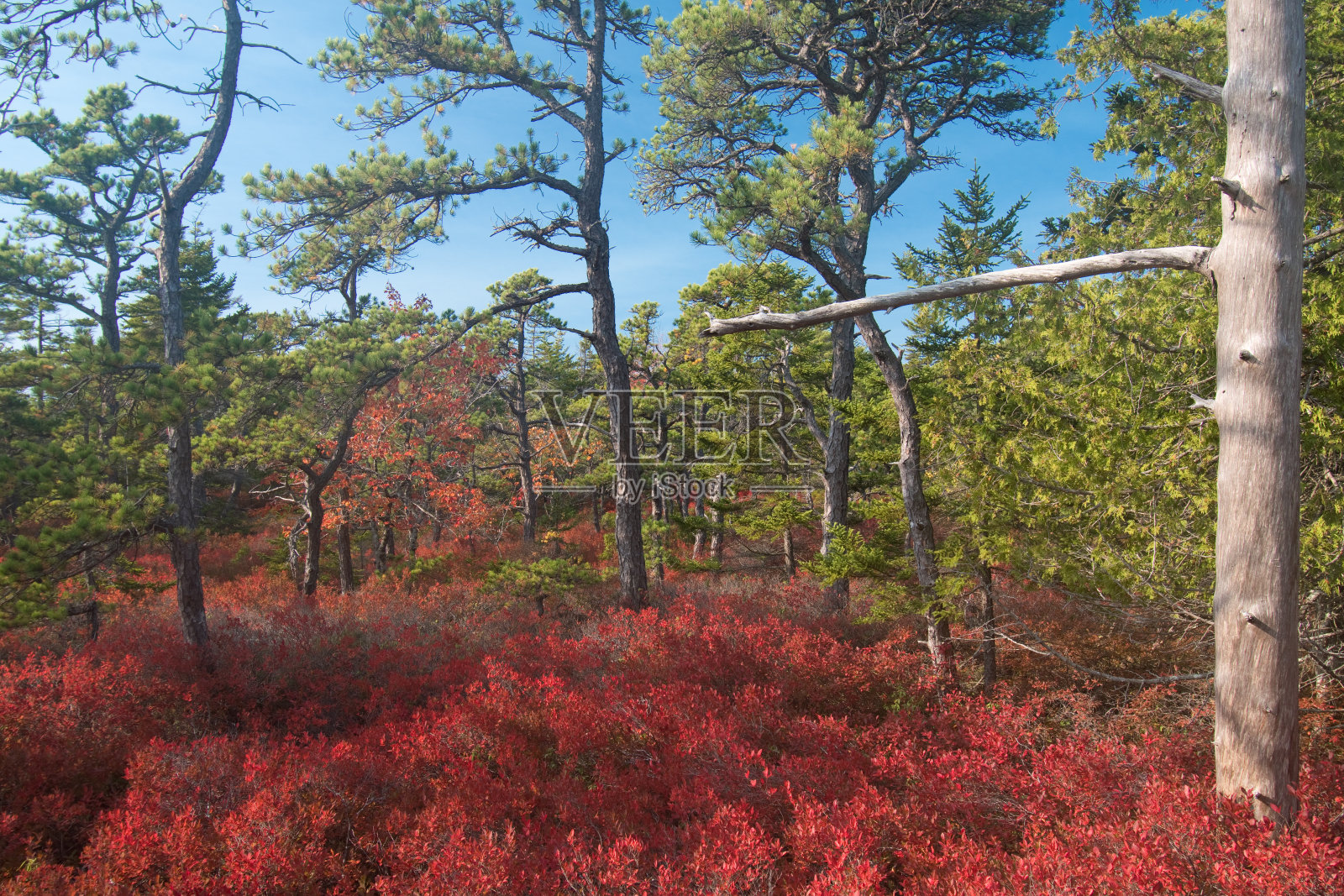 阿卡迪亚山径-秋天照片摄影图片