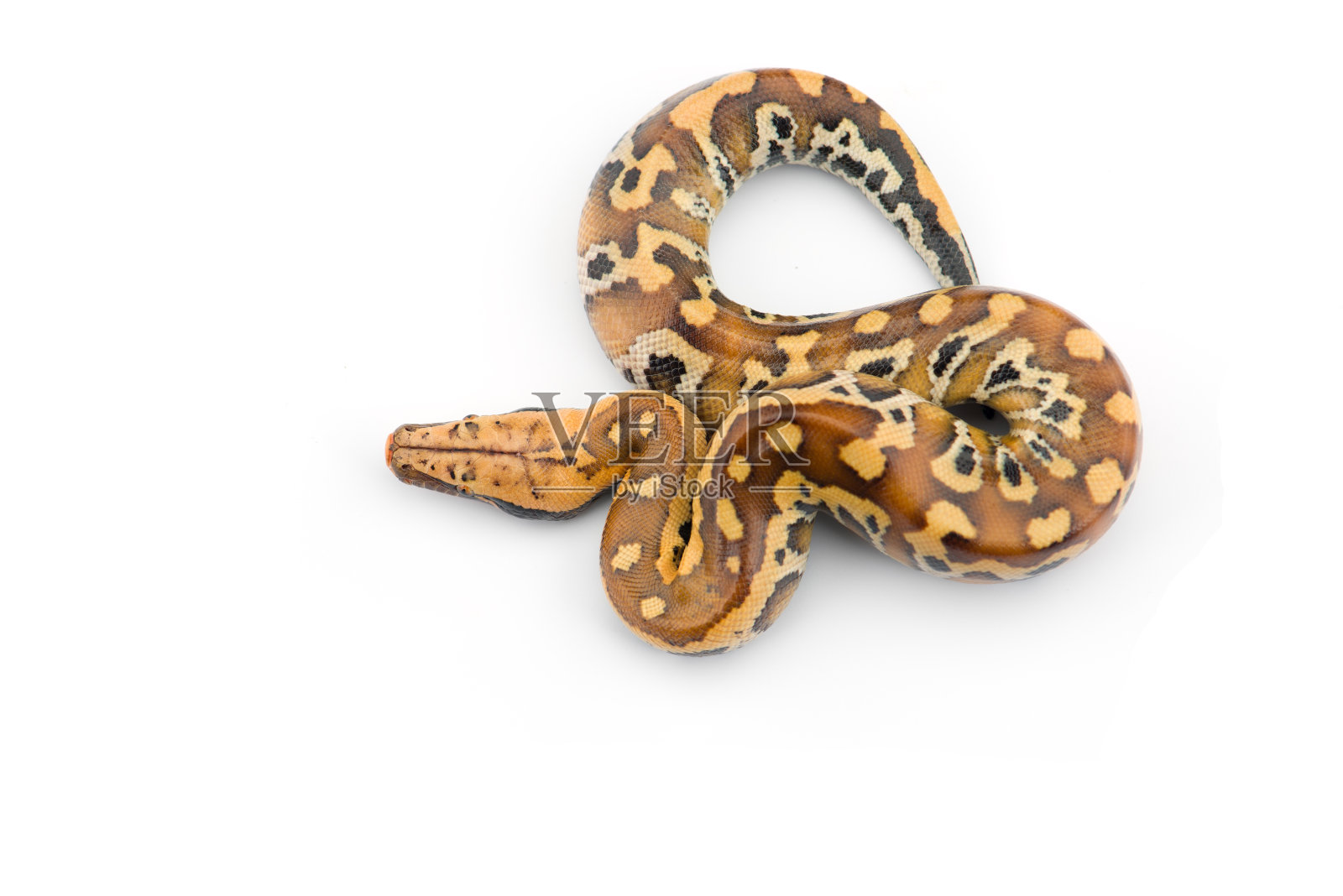 苏门答腊短尾蟒孤立在白色背景上照片摄影图片