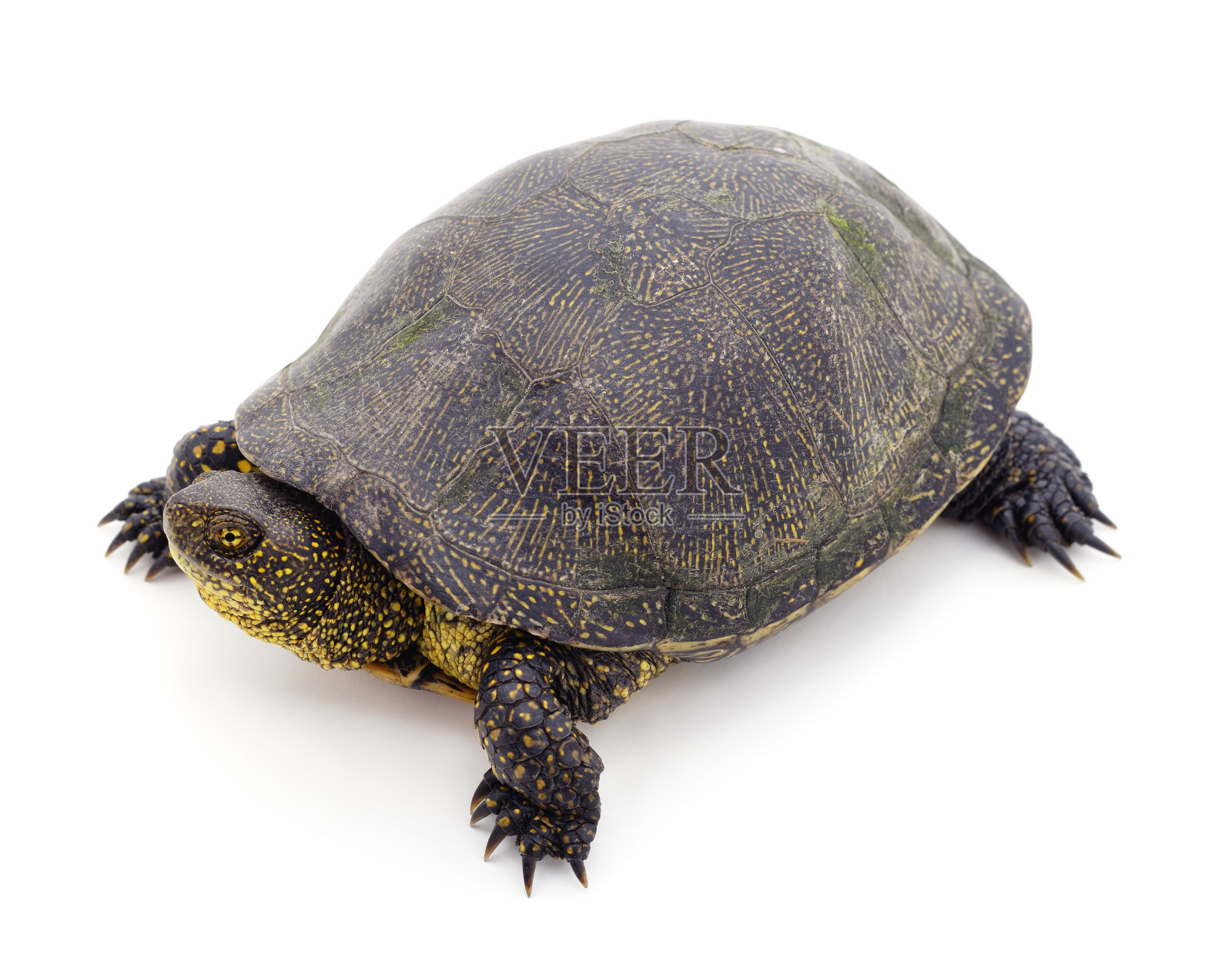 一个漂亮的乌龟。照片摄影图片