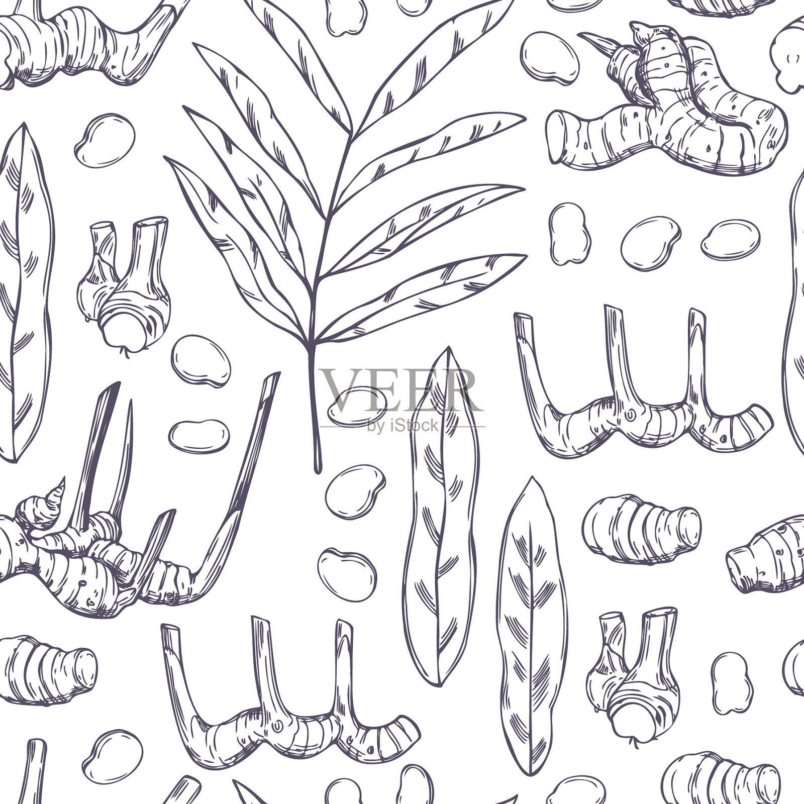 手工绘制高良姜根叶插画图片素材