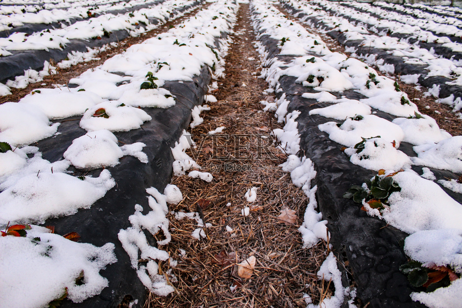 雪花落在草莓上。雪上的草莓用黑色塑料箔覆盖，行间的空隙用稻草覆盖。扎维德维奇，波斯尼亚和黑塞哥维那。照片摄影图片