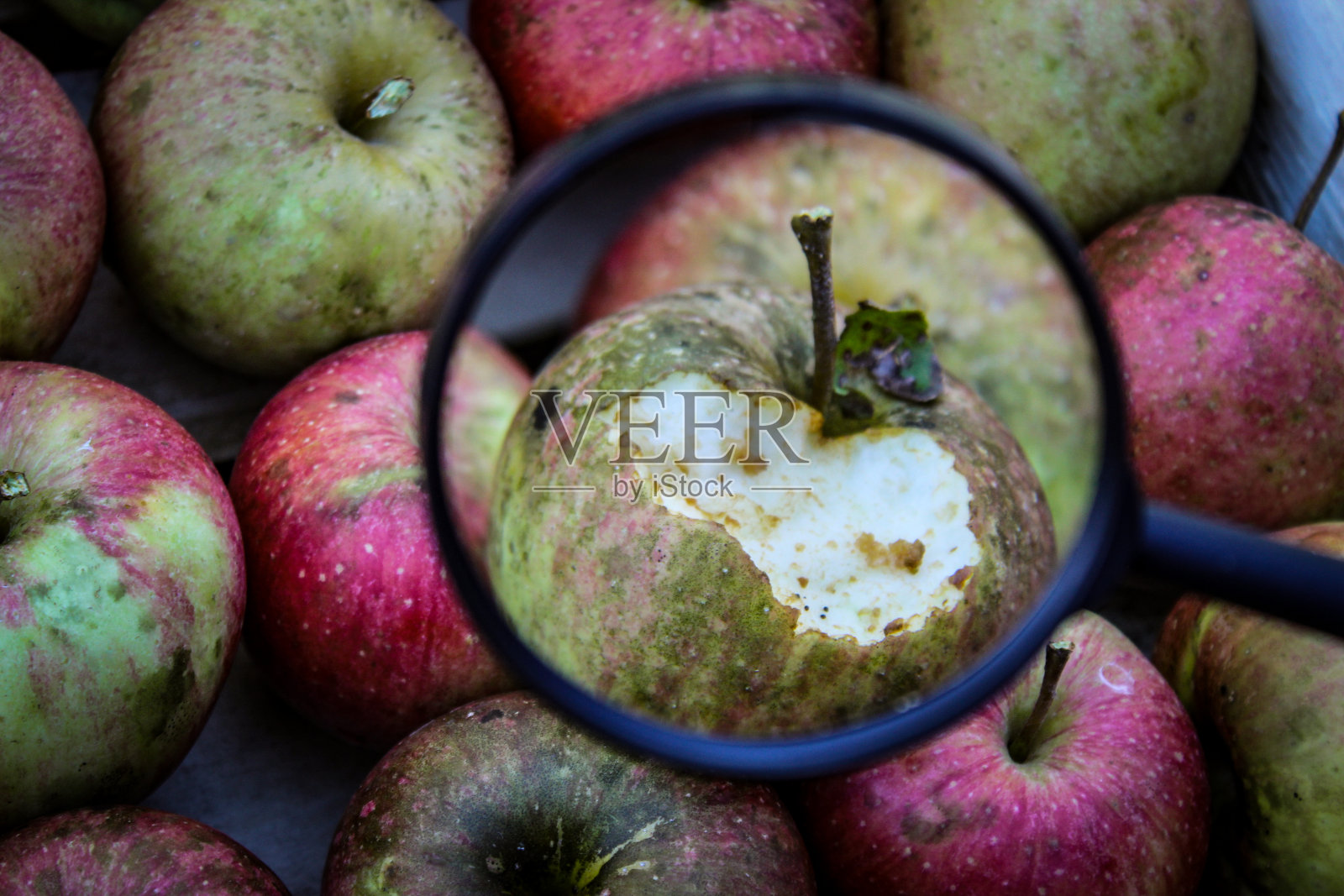 大黄蜂对苹果造成的损害被放大镜放大了。一个被大黄蜂弄坏的苹果。扎维德维奇，波斯尼亚和黑塞哥维那。照片摄影图片