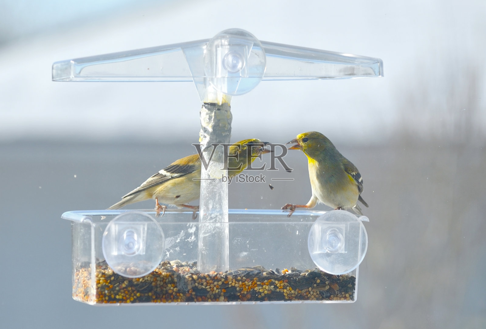 两只金翅雀在吃窗户喂食器里的种子照片摄影图片