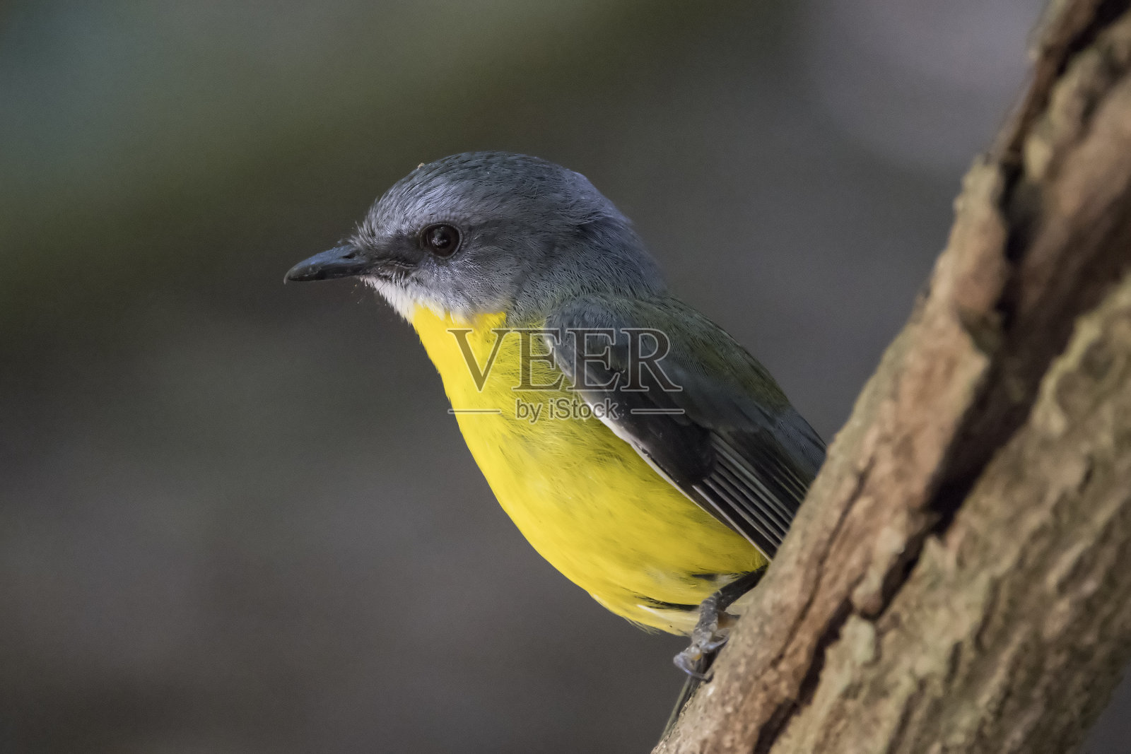 东黄罗宾照片摄影图片