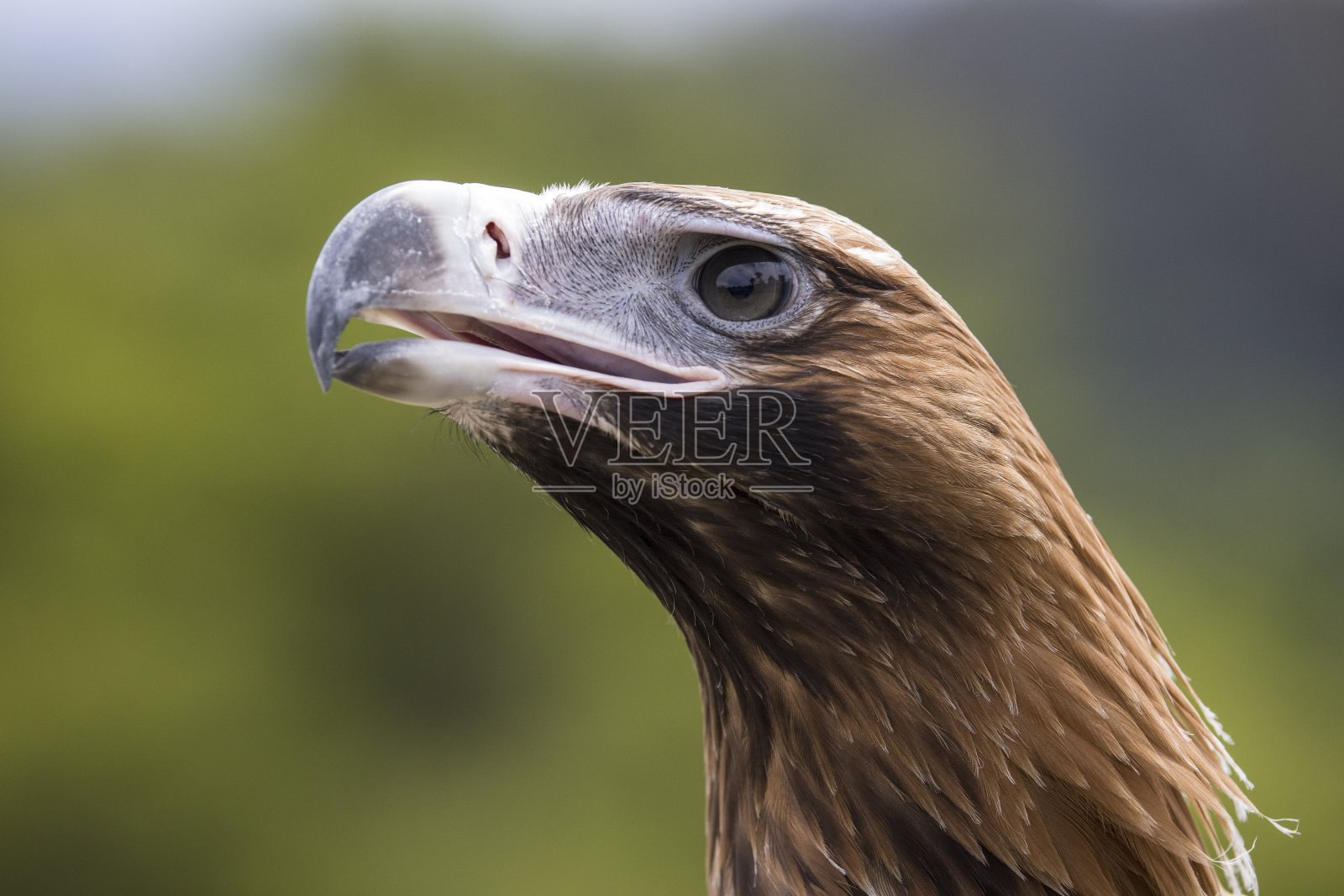 楔尾鹰照片摄影图片