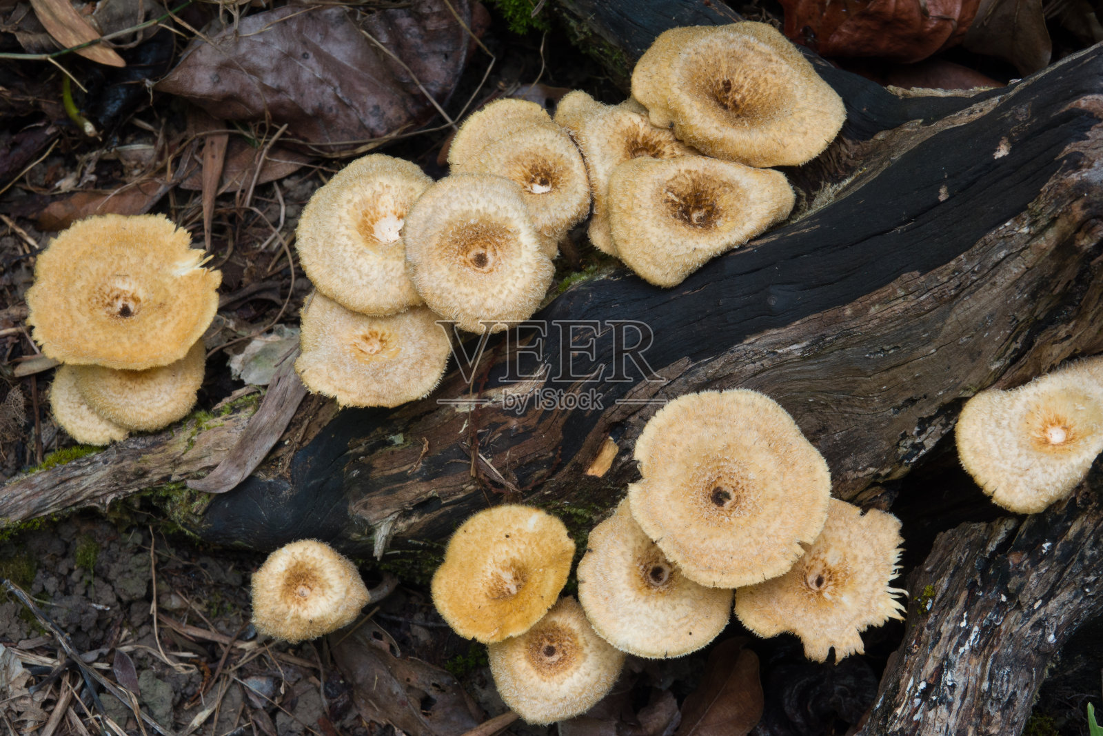 长在原木上的香菇菌类。照片摄影图片