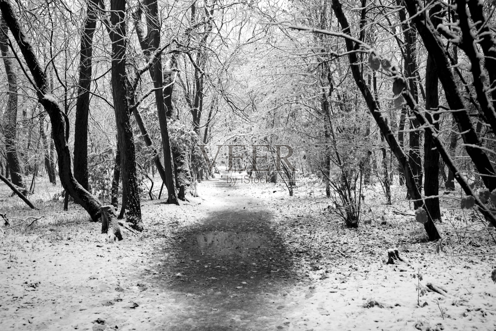 白雪覆盖的乡村小路照片摄影图片