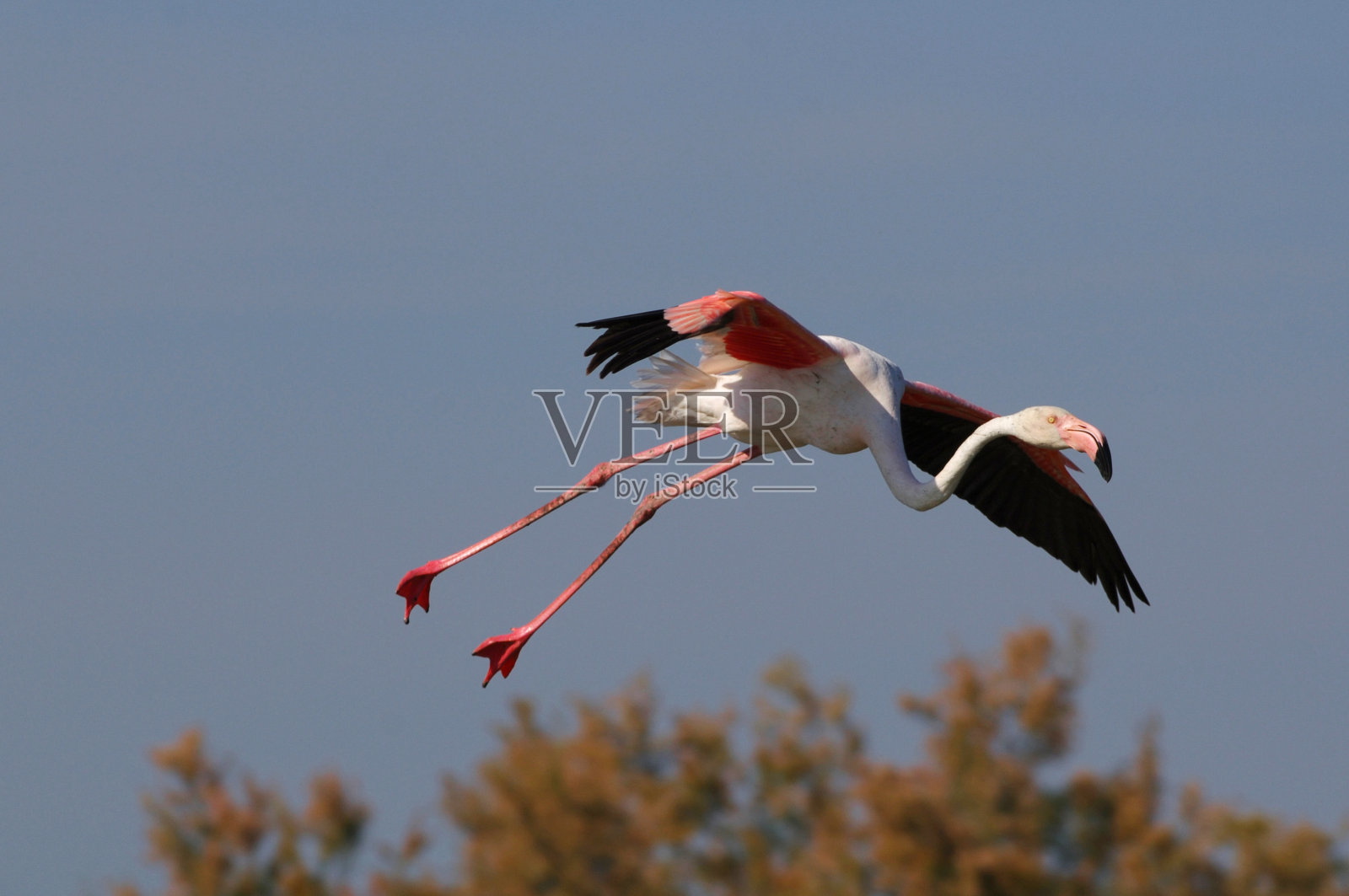 大火烈鸟(腓龙鸟)照片摄影图片
