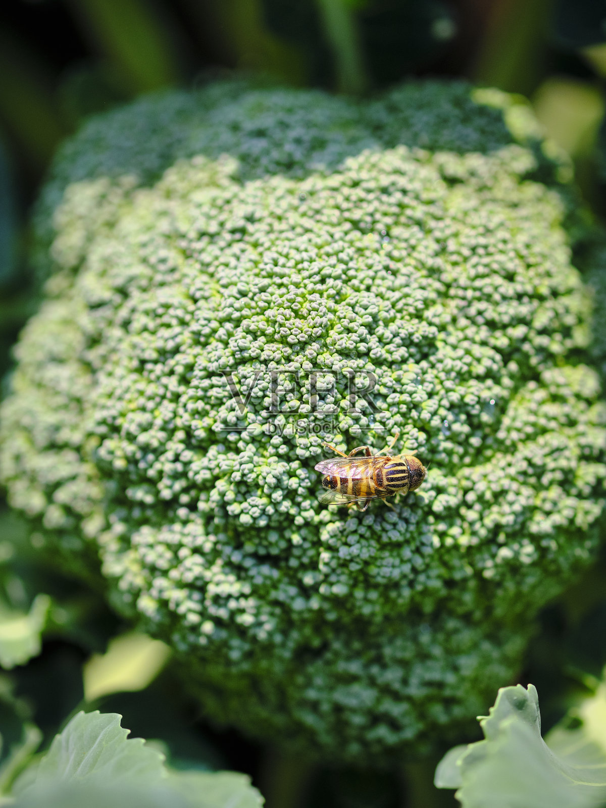 蜜蜂在菜园里吃花椰菜照片摄影图片