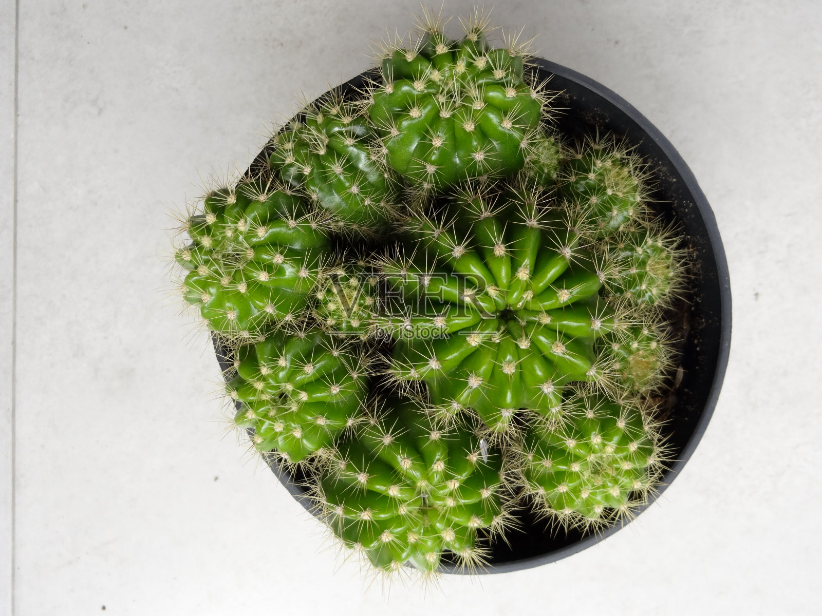 盆中绿色的仙人掌是黑色和灰色的背景照片摄影图片