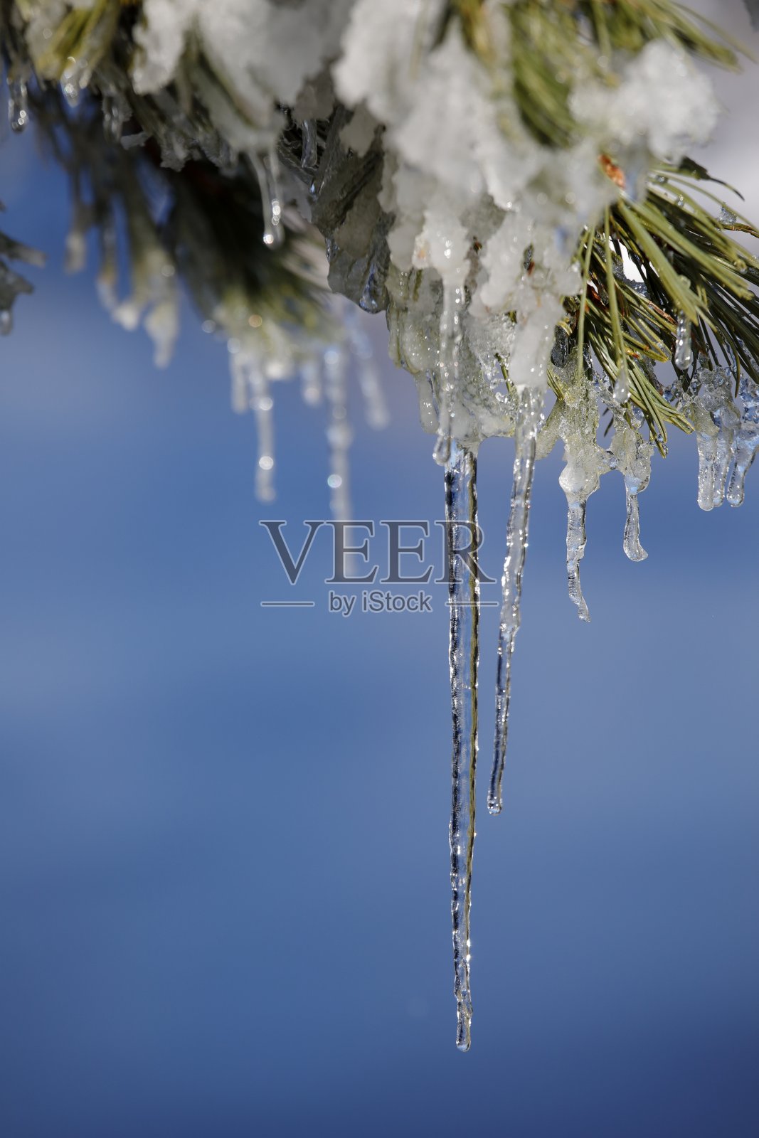 树梢上挂着冰柱照片摄影图片