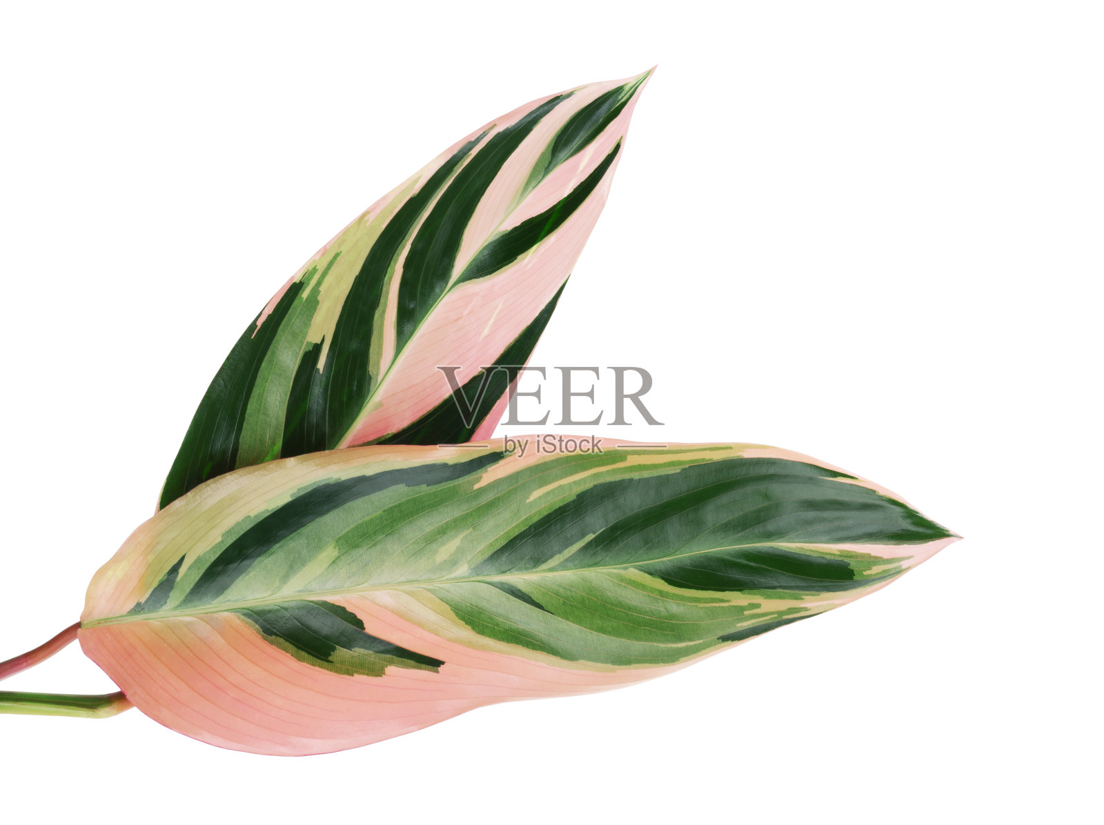 三星叶，热带叶孤立在白色背景上，有修剪路径插画图片素材