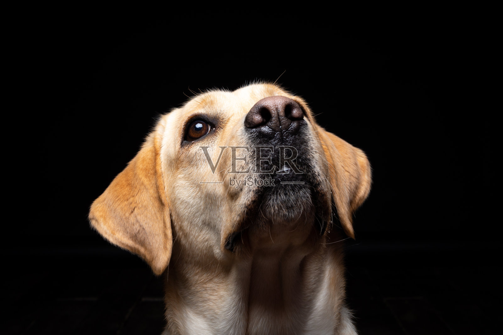 在孤立的黑色背景上的拉布拉多寻回犬的肖像。照片摄影图片