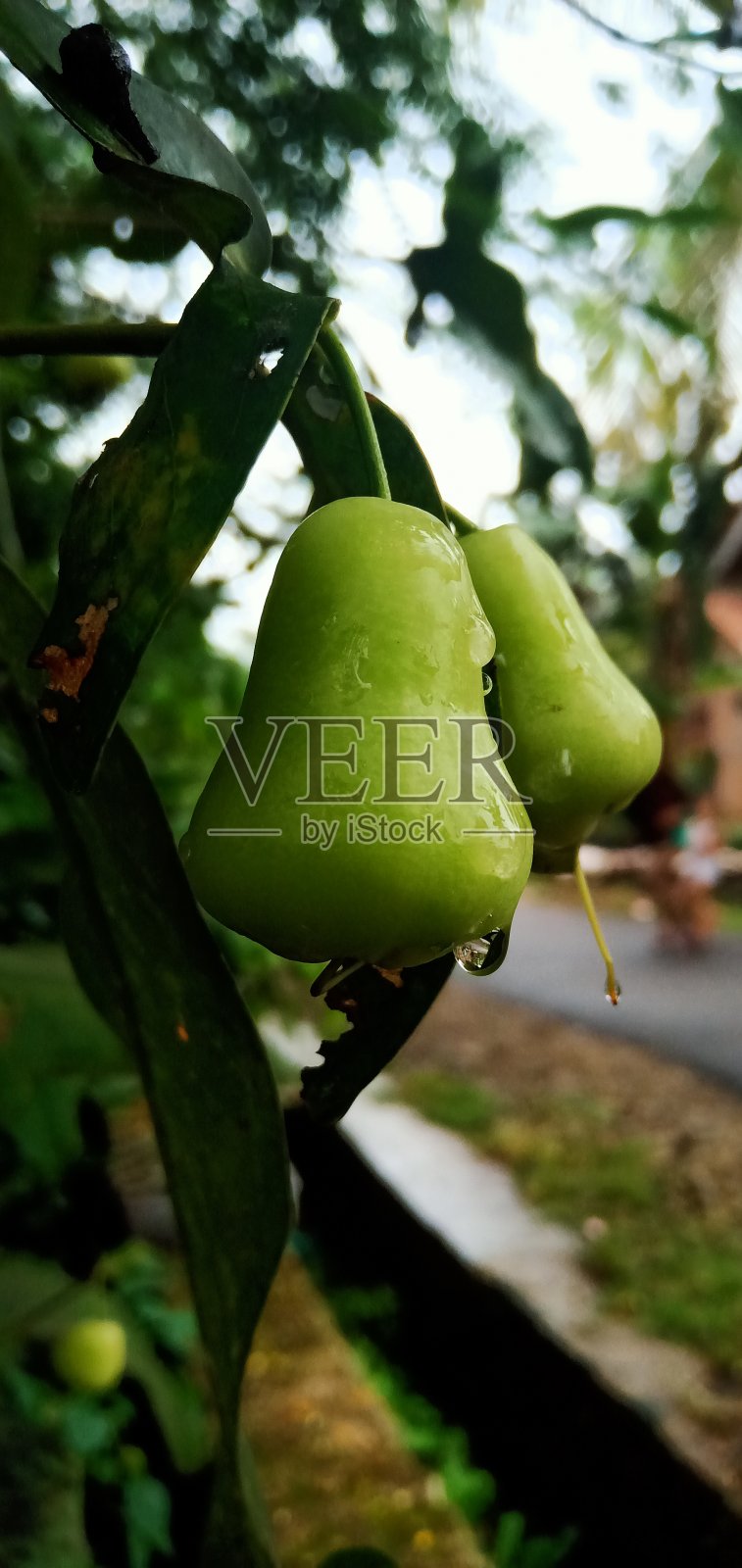 番石榴照片摄影图片