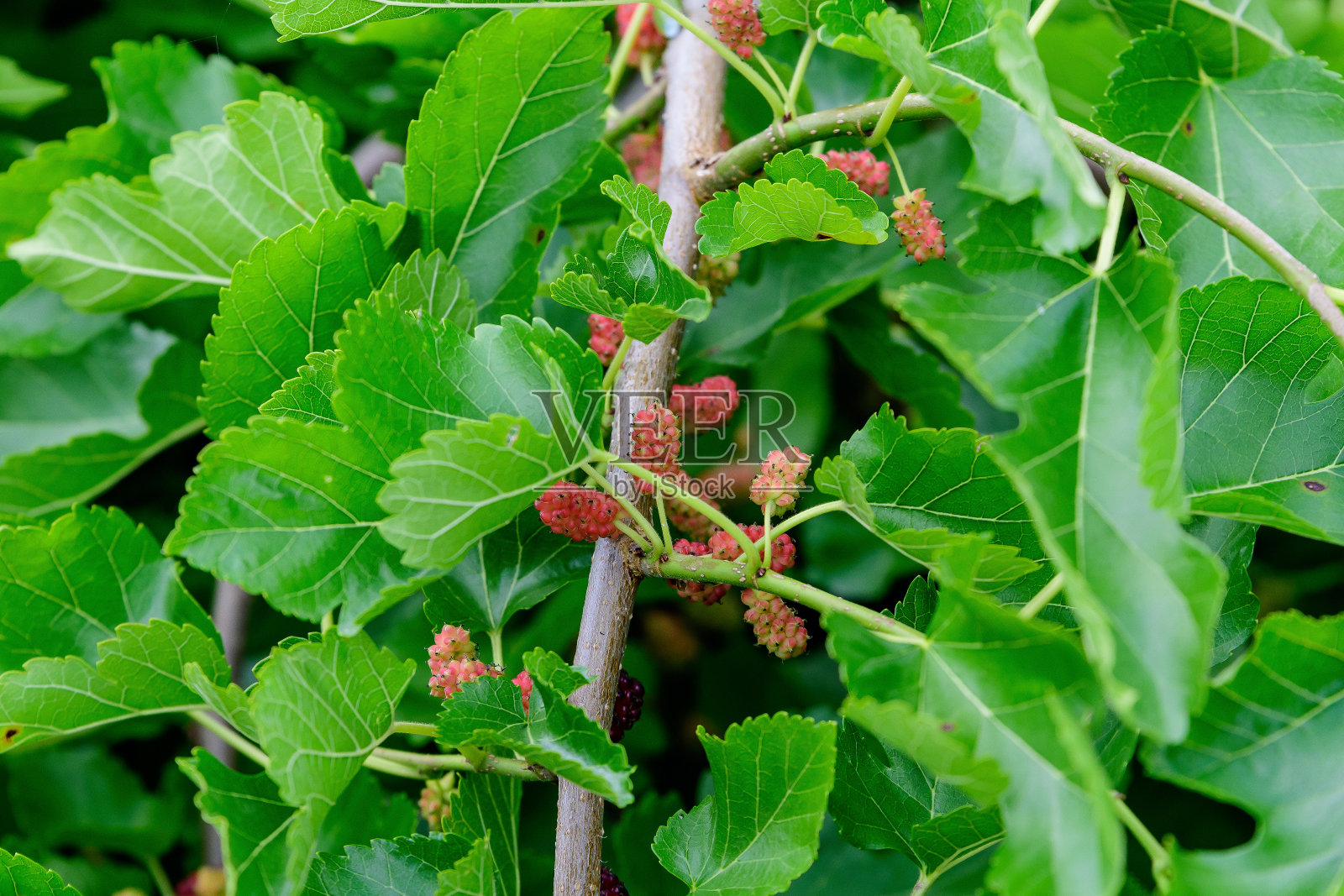 小黑野桃红桑树带着树枝和绿叶，又称桑树，在夏季花园阴天，以有机健康食品为自然背景，照片摄影图片