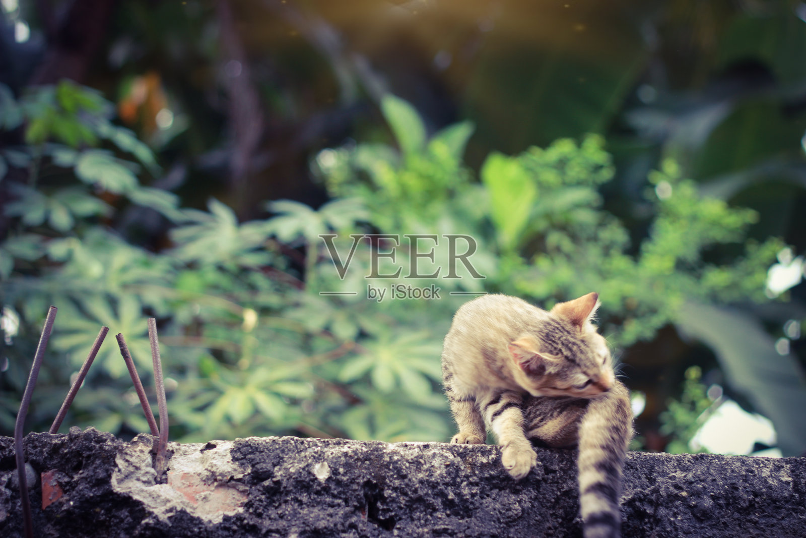 近距离坐着可爱的小野生棕色猫的照片，舔她的尾巴大有趣的眼睛照片摄影图片