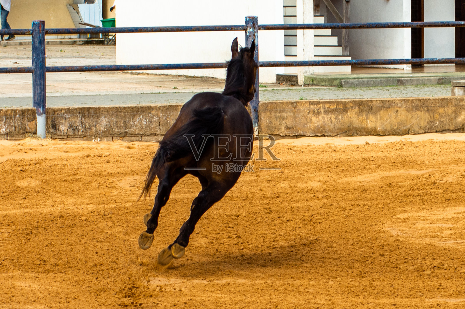 赛马在跑道上奔跑照片摄影图片