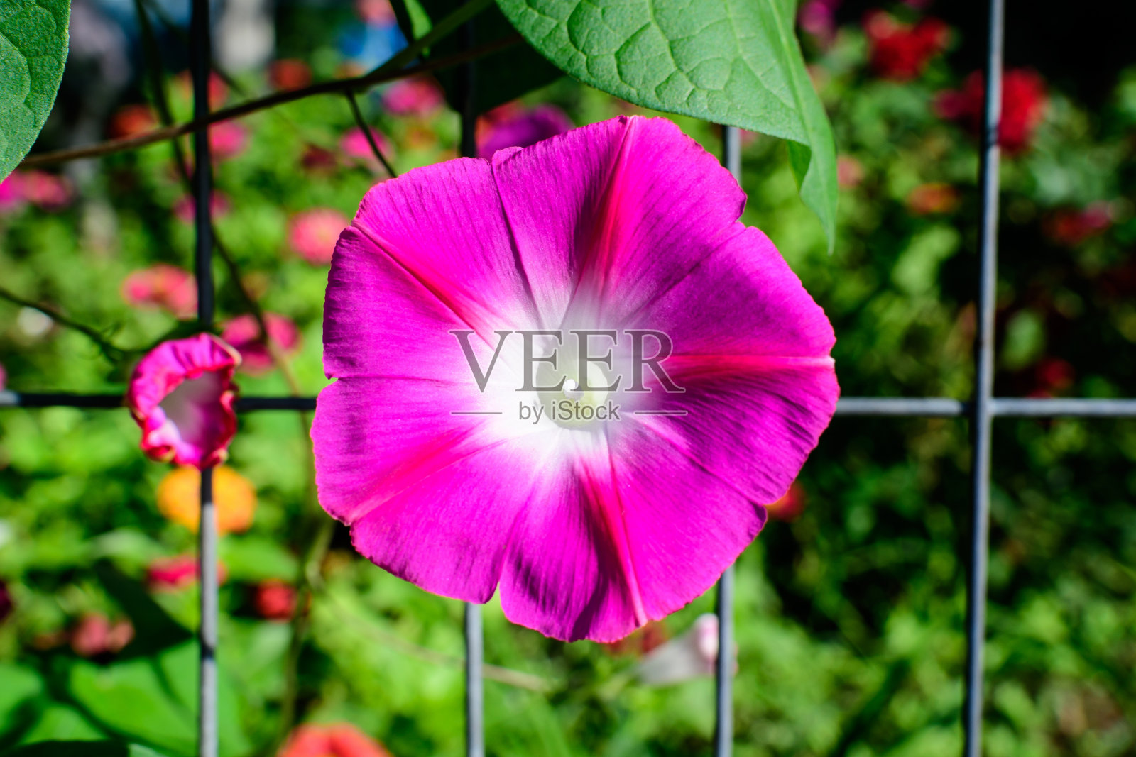 一个精致鲜艳的粉红色牵牛花植物在一个花园在一个阳光明媚的夏季花园，室外花卉背景与软焦点拍摄照片摄影图片