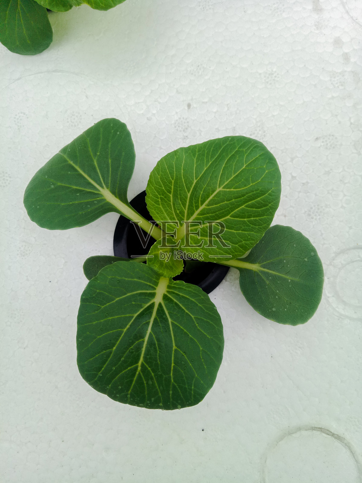 水培植物照片摄影图片