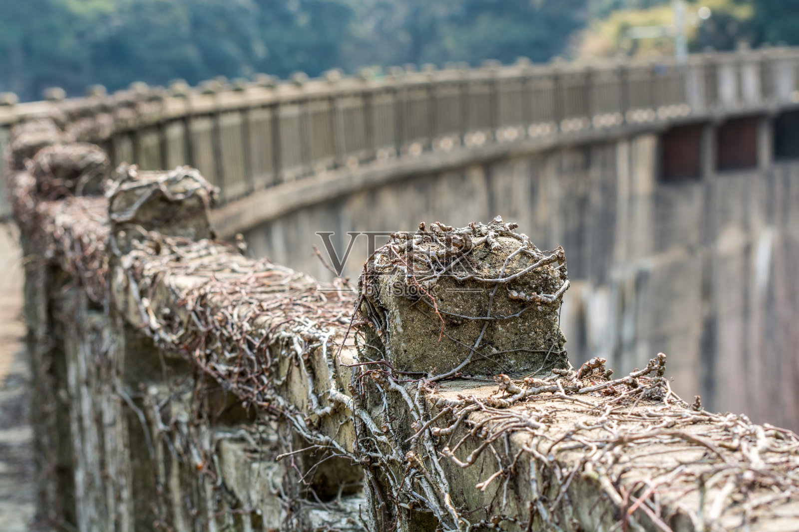 舟山群岛普陀山临湖桥上的藤蔓，是中国观音菩萨所在地。照片摄影图片