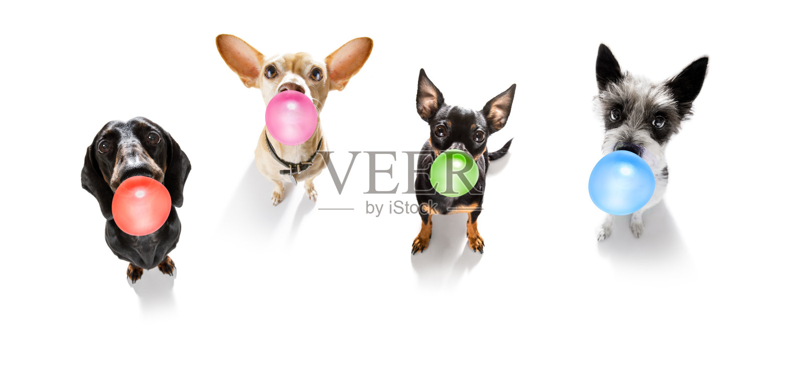 狗或狗嚼泡泡糖照片摄影图片