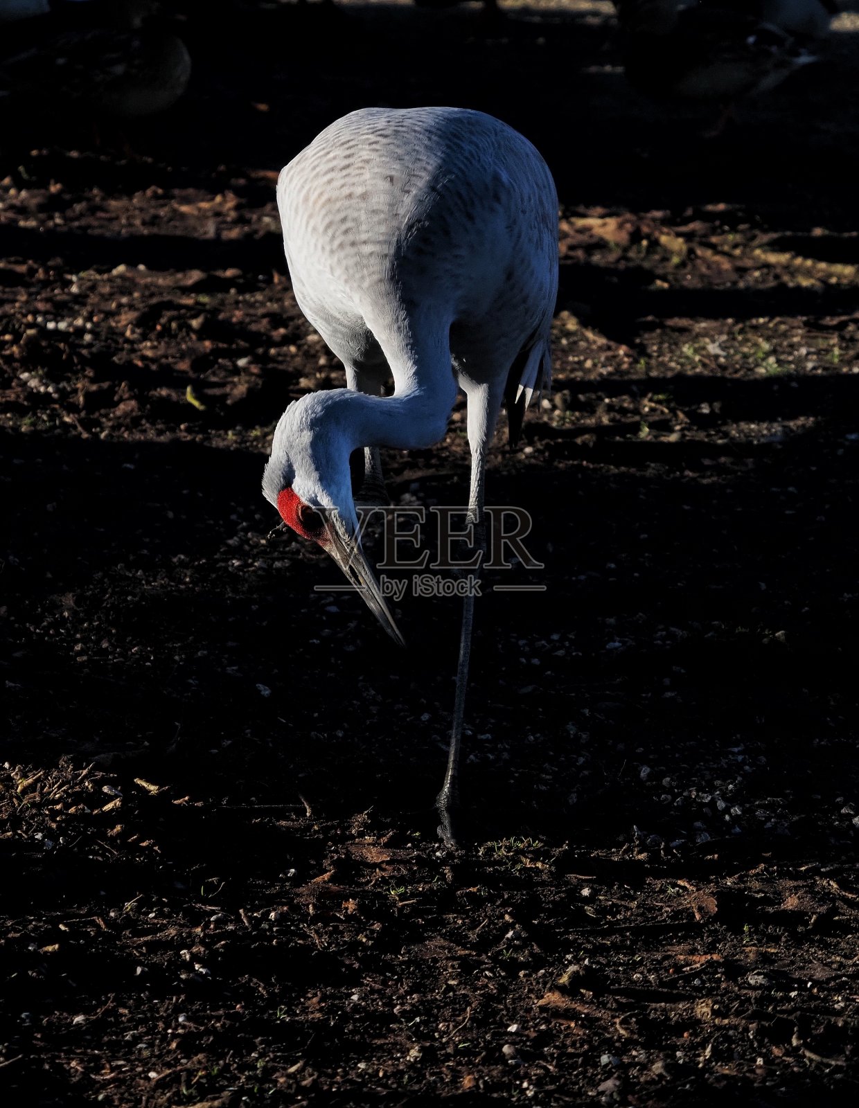 沙丘鹤照片摄影图片