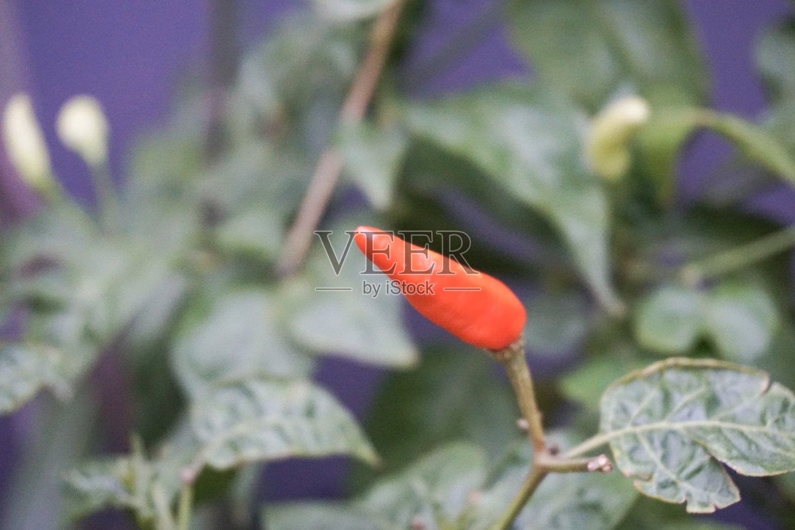 红鸟眼辣椒照片摄影图片