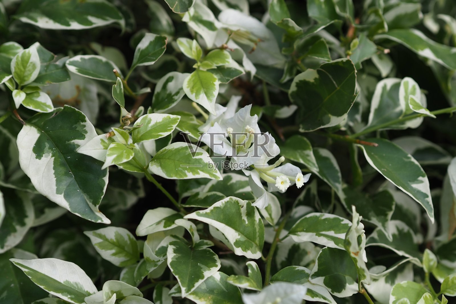 公园里的三角梅照片摄影图片