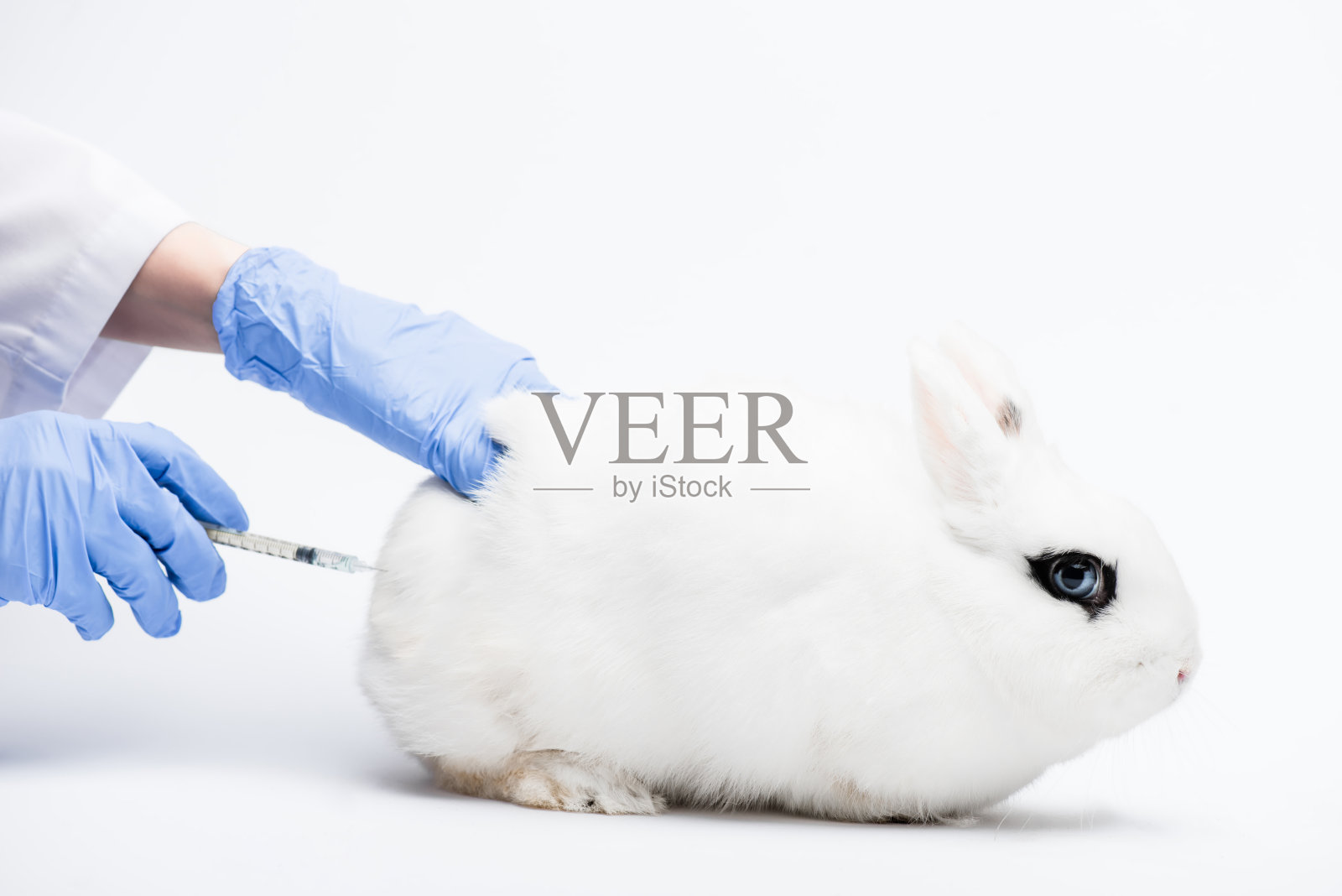 兽医在白色背景上给兔子注射的剪影照片摄影图片