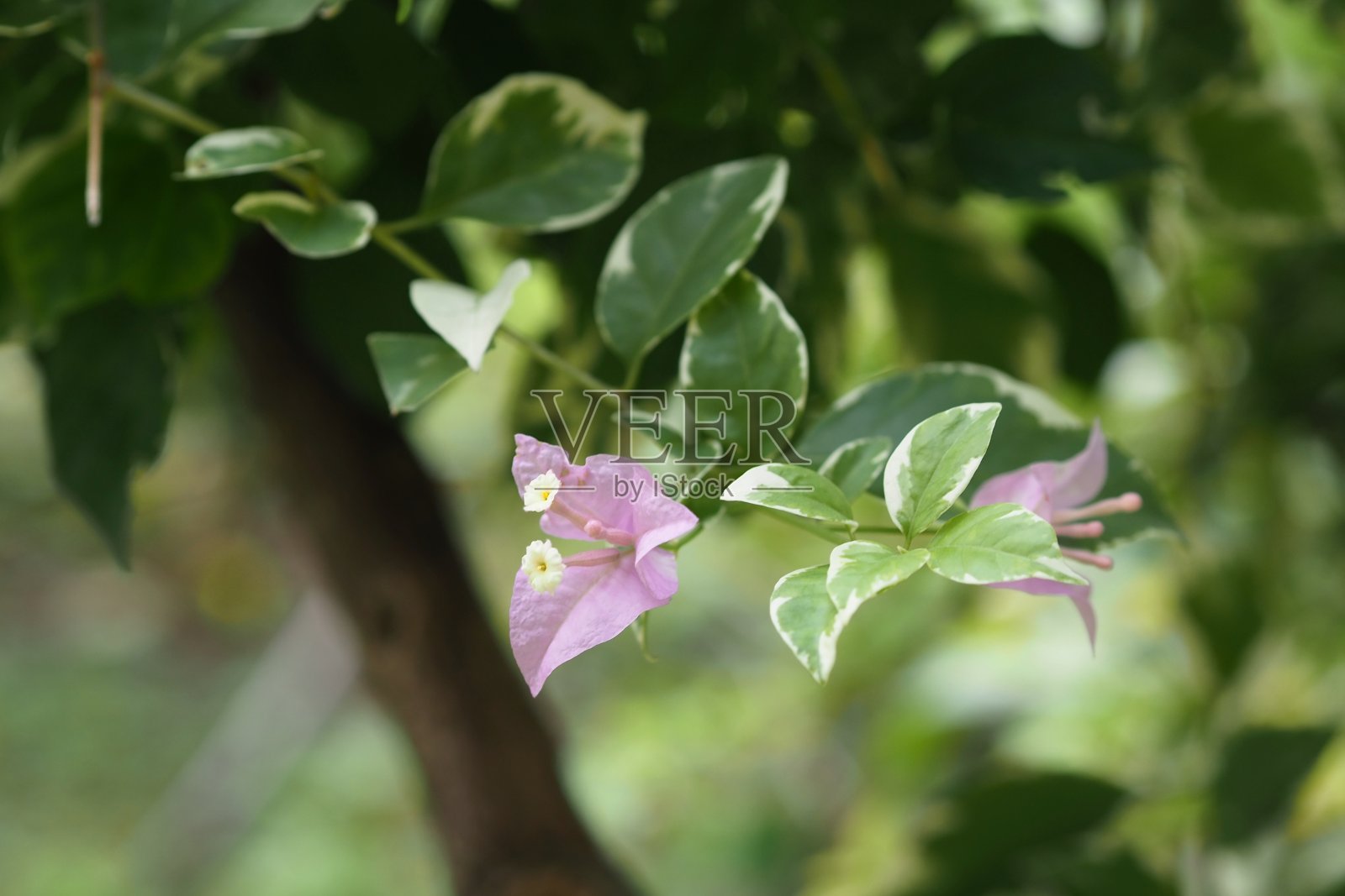 公园里的三角梅照片摄影图片