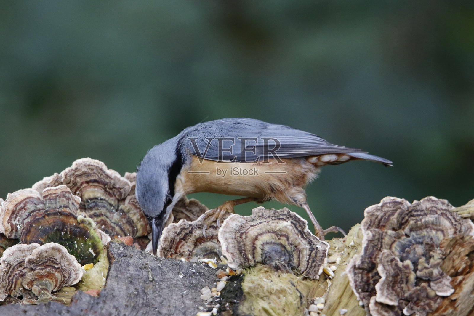 在树林里觅食的五倍子照片摄影图片