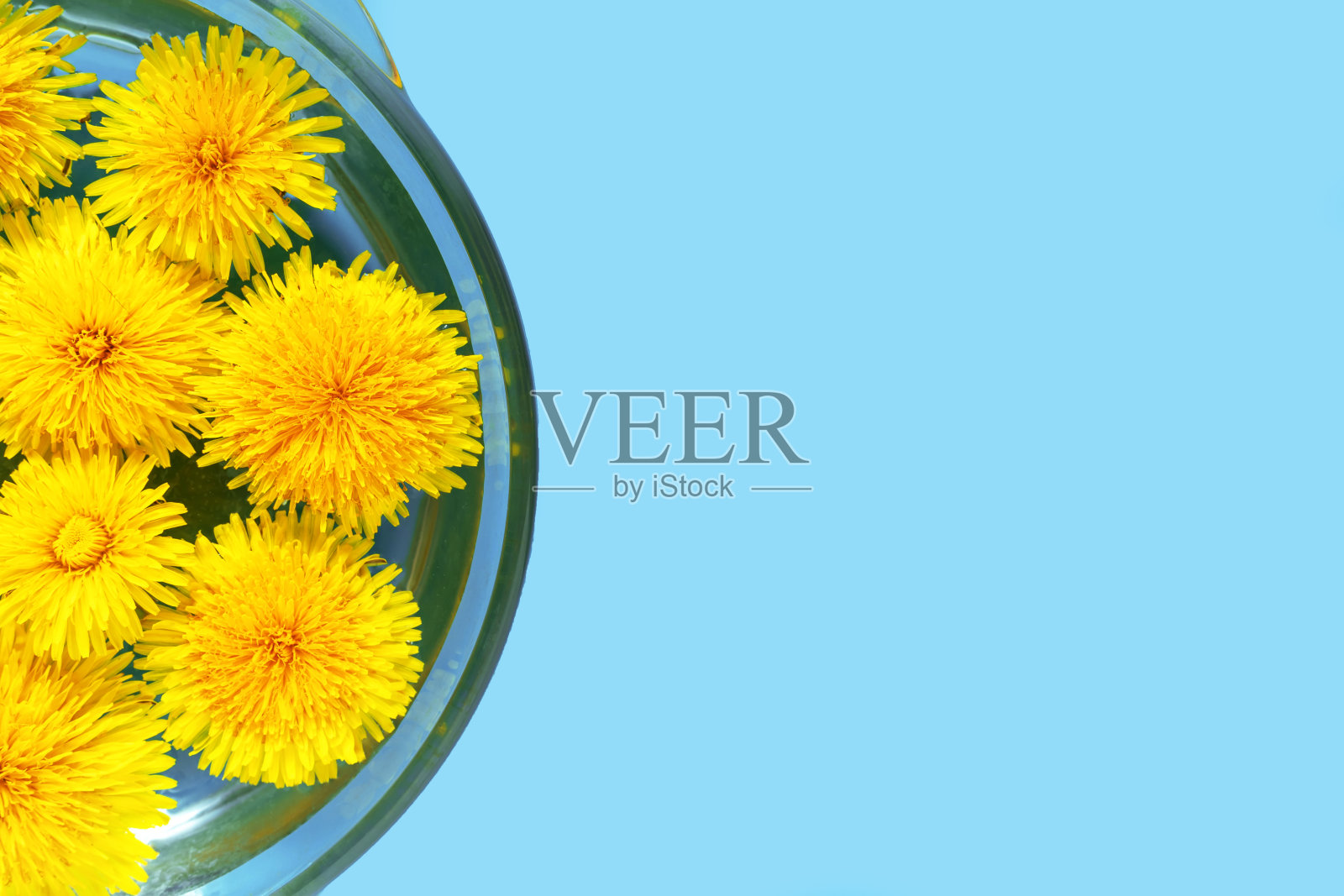 春天的背景。黄色的蒲公英花在浅蓝色。前视图。照片摄影图片