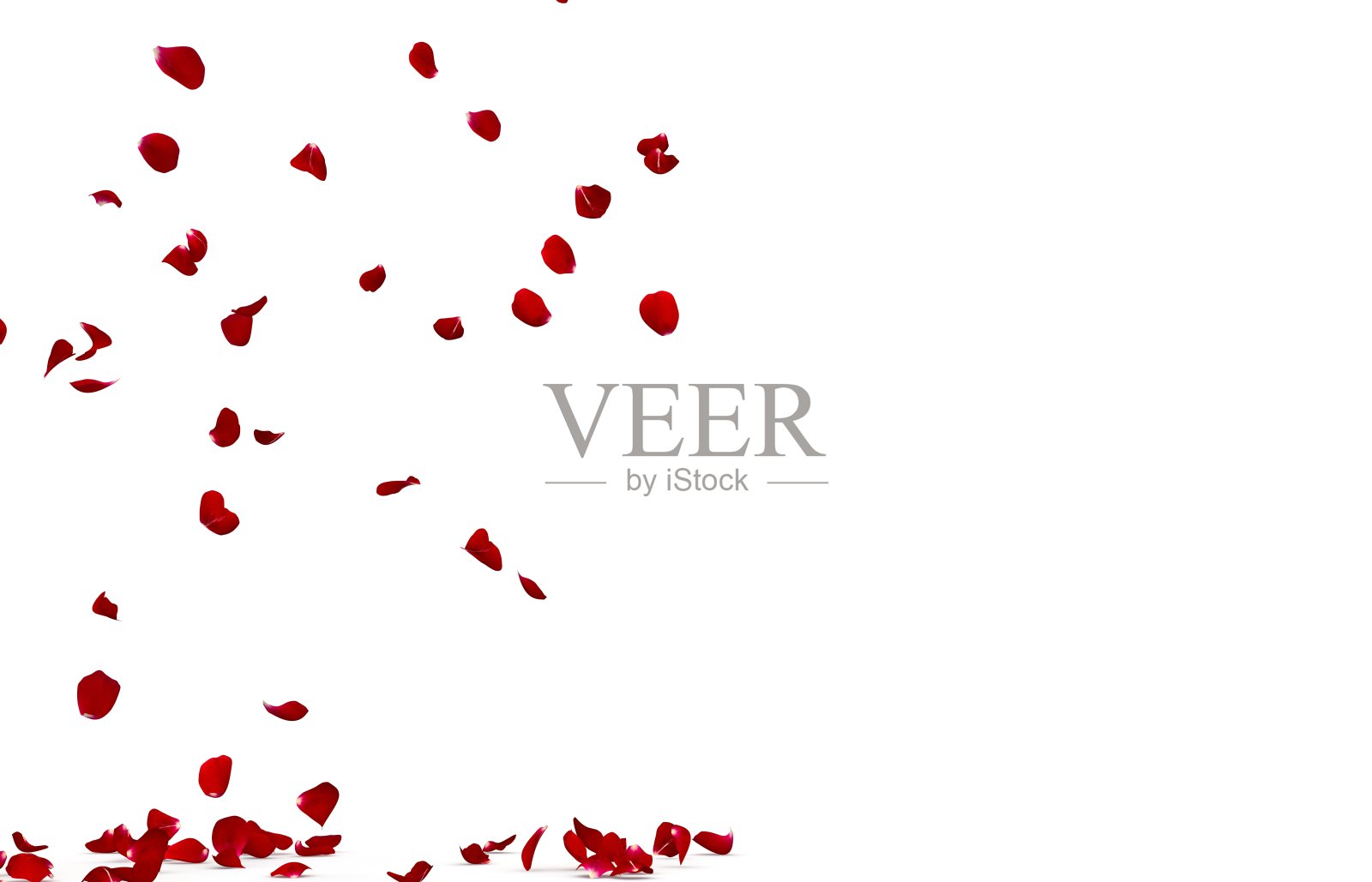 玫瑰花瓣美丽地落在地板上照片摄影图片