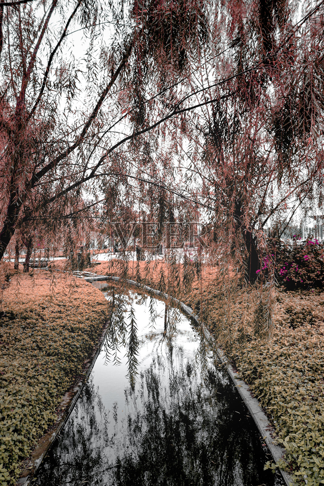 树照片摄影图片